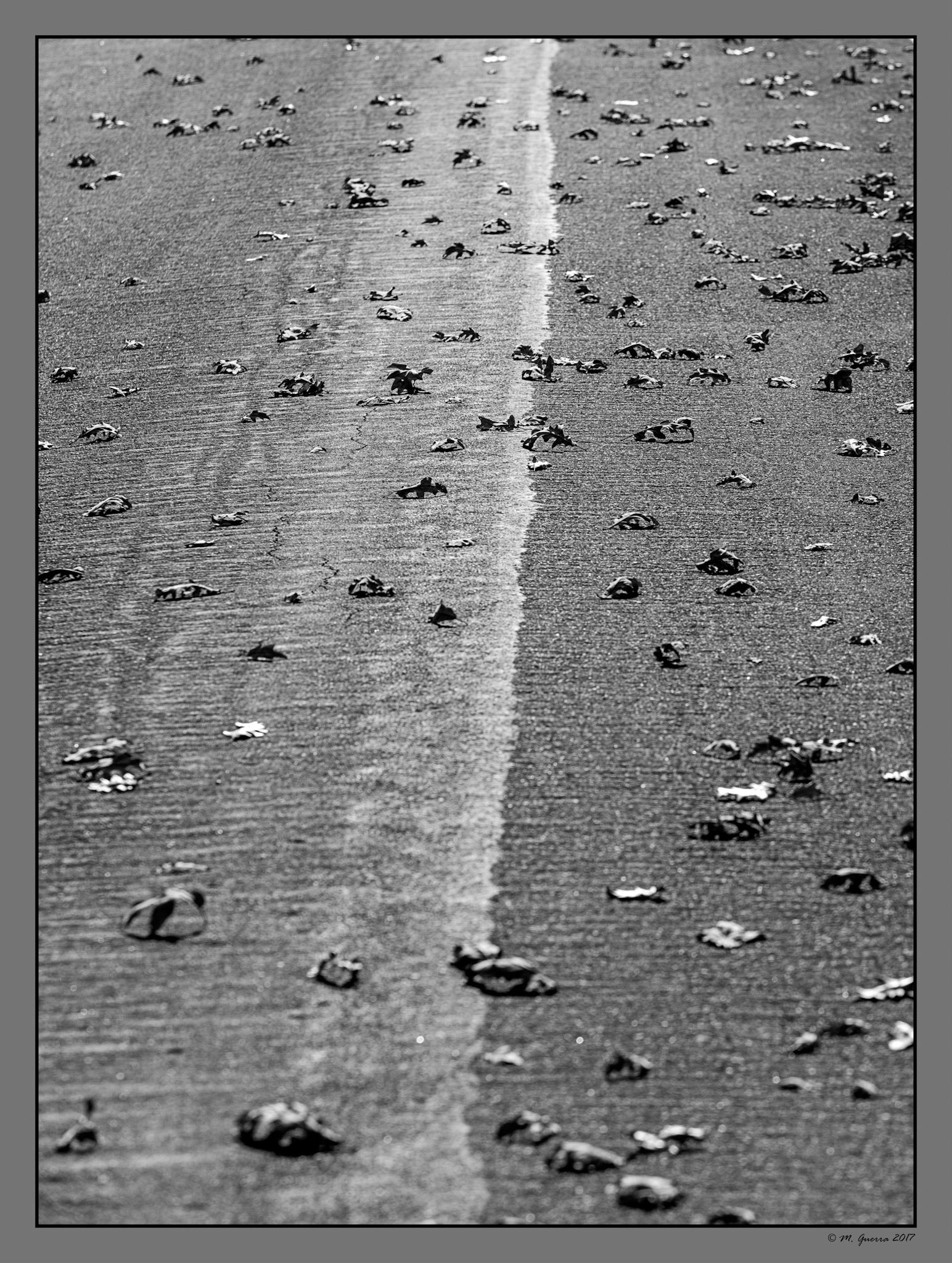 Hojas secas sobre una carretera en Puebla de la Sierra. Ampliar