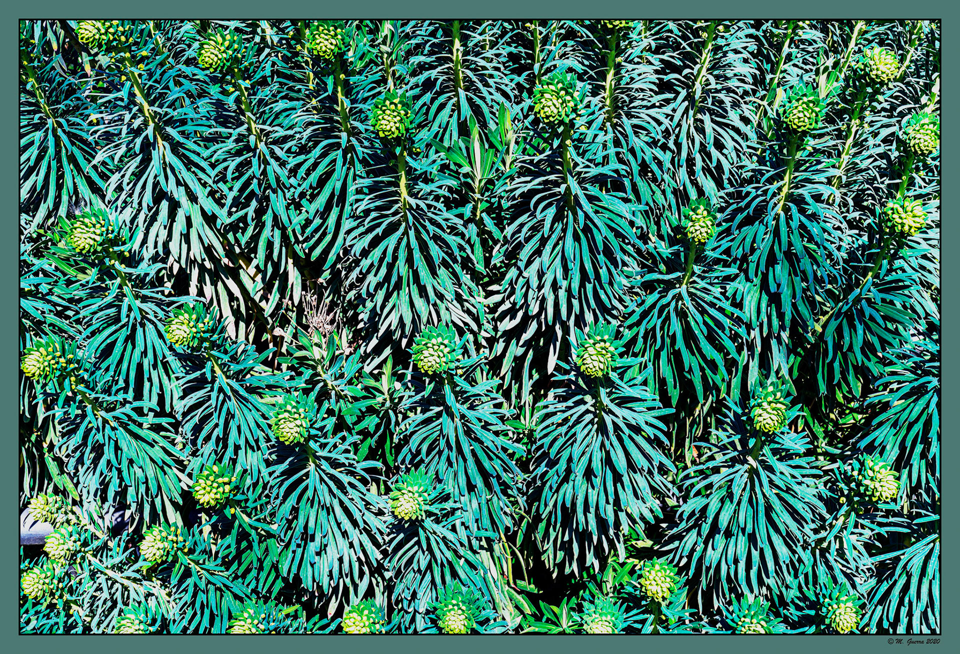 Plantas en el Jardín Botánico. Ampliar