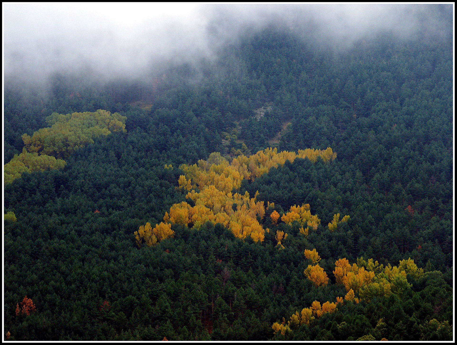 Bosque en el Valle de los Caídos. Ampliar