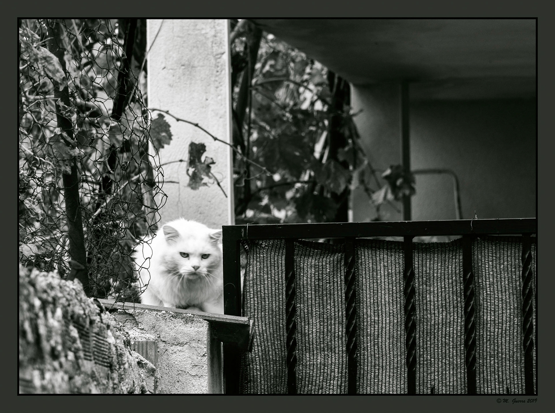 Gato blanco en Jadraque. Ampliar