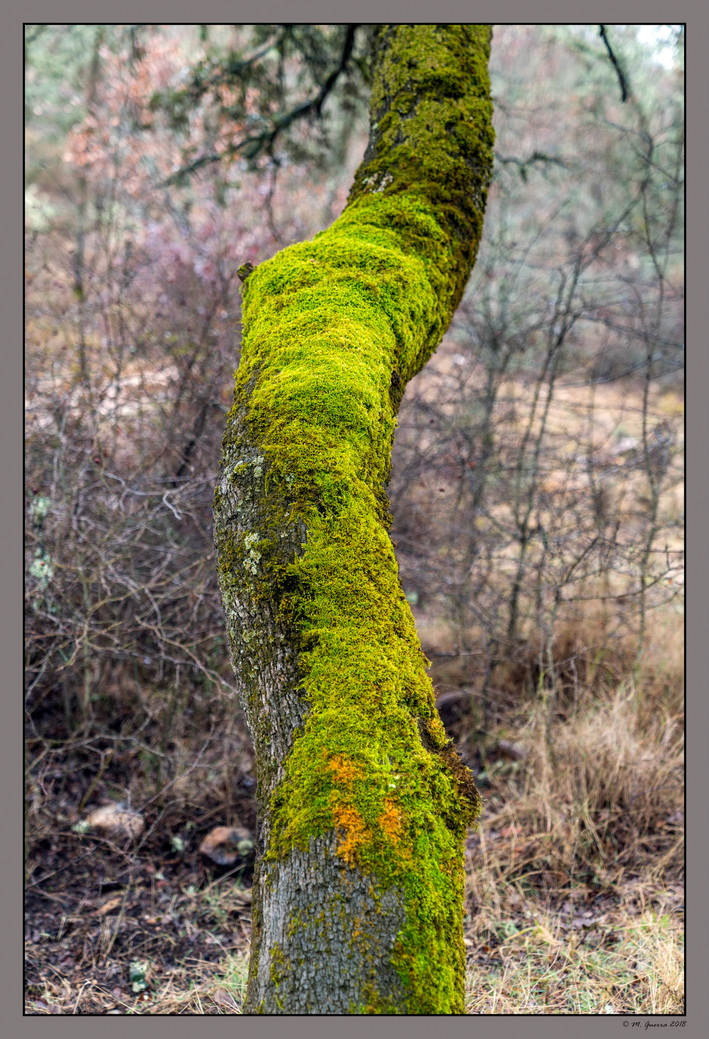 Árbol con liquen y musgo en el robledal cerca del monasterio de Bonaval. Ampliar