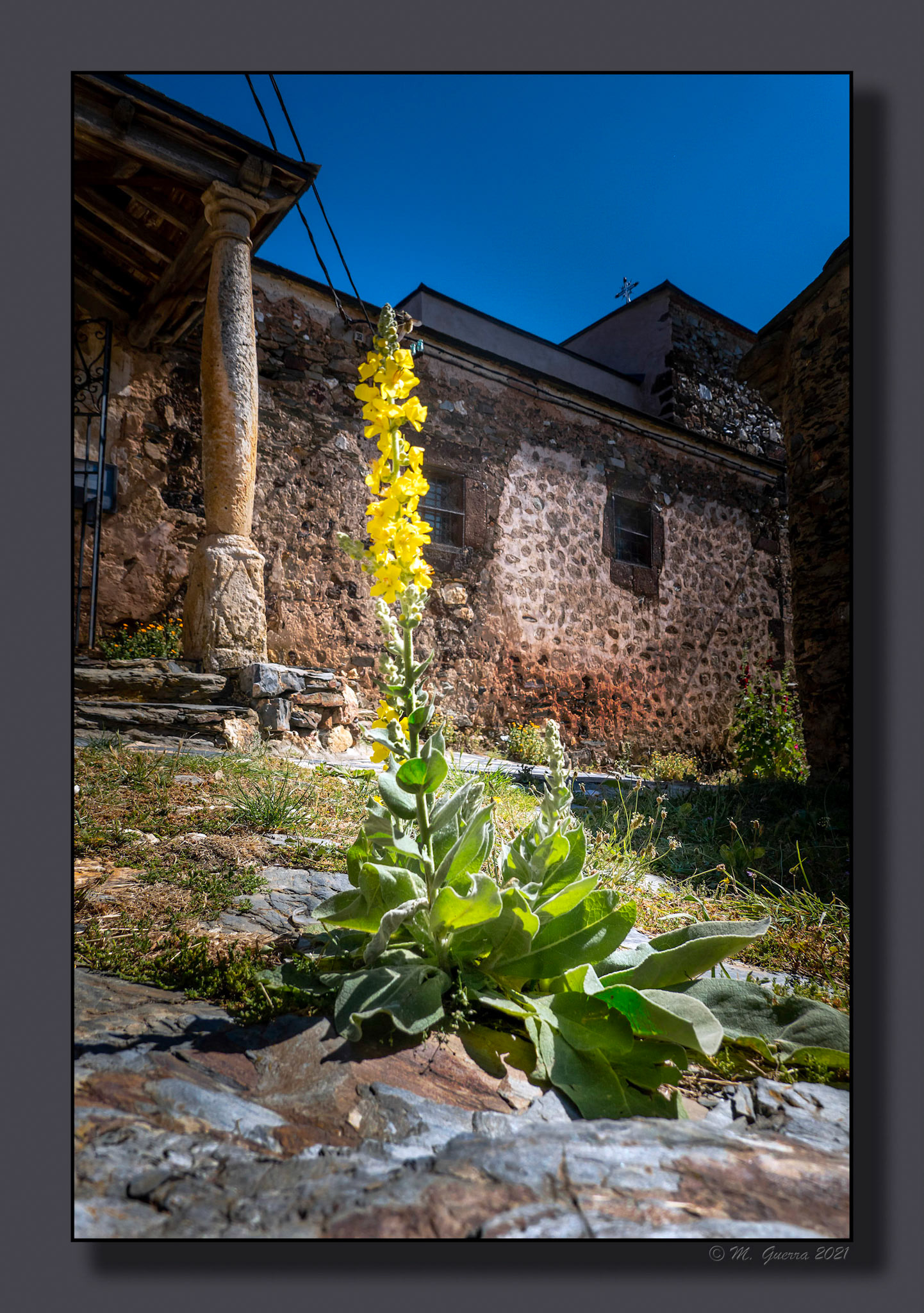 Flor silvestre en el Muyo