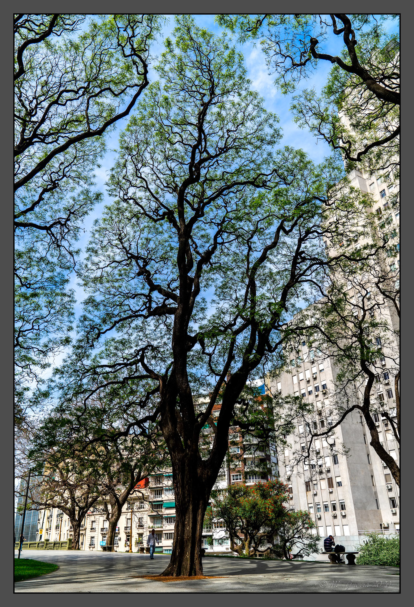 Árboles tipa en un parque de Buenos Aires. 100ASA