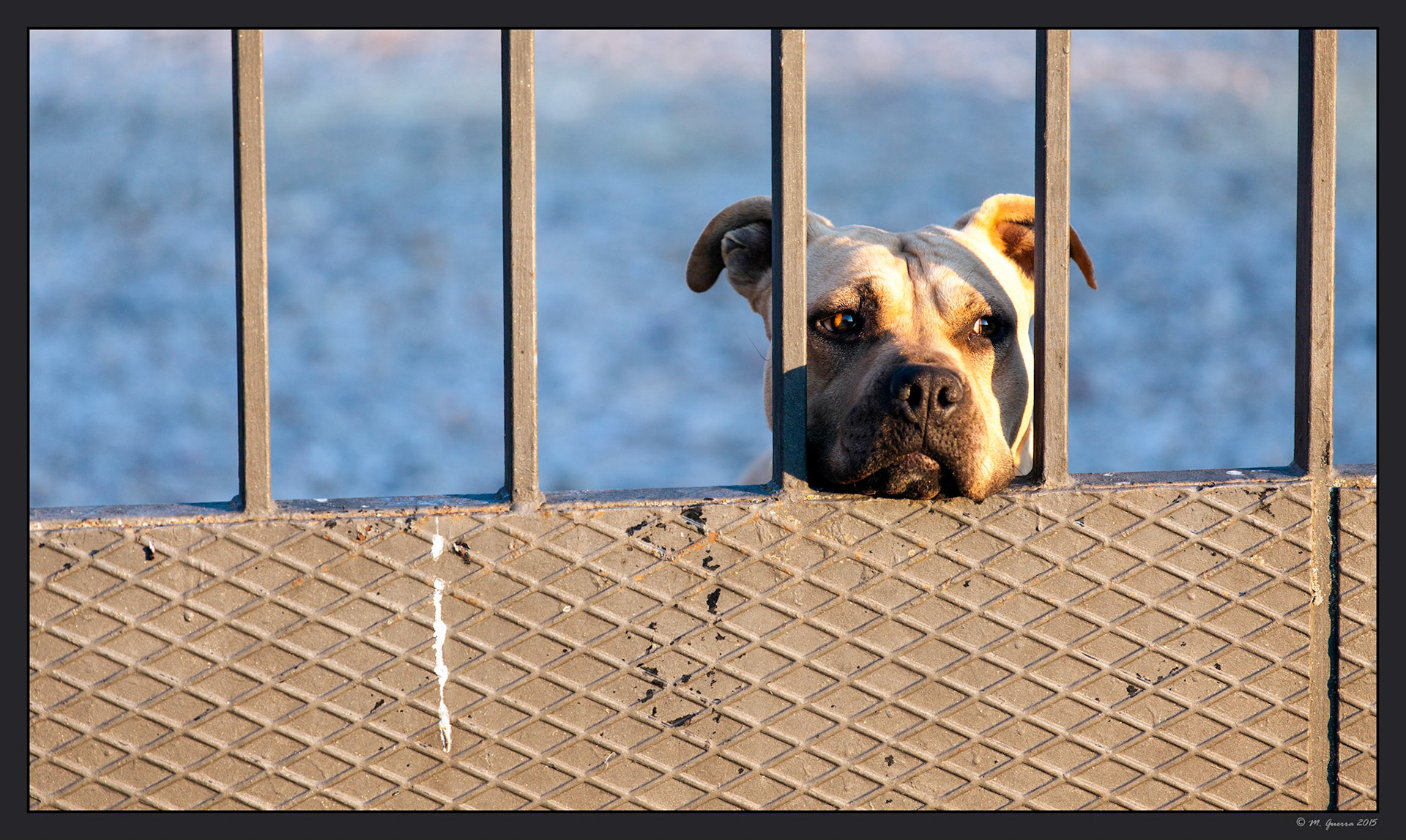 El nuevo perro asesino de Irene en Muga. Ampliar