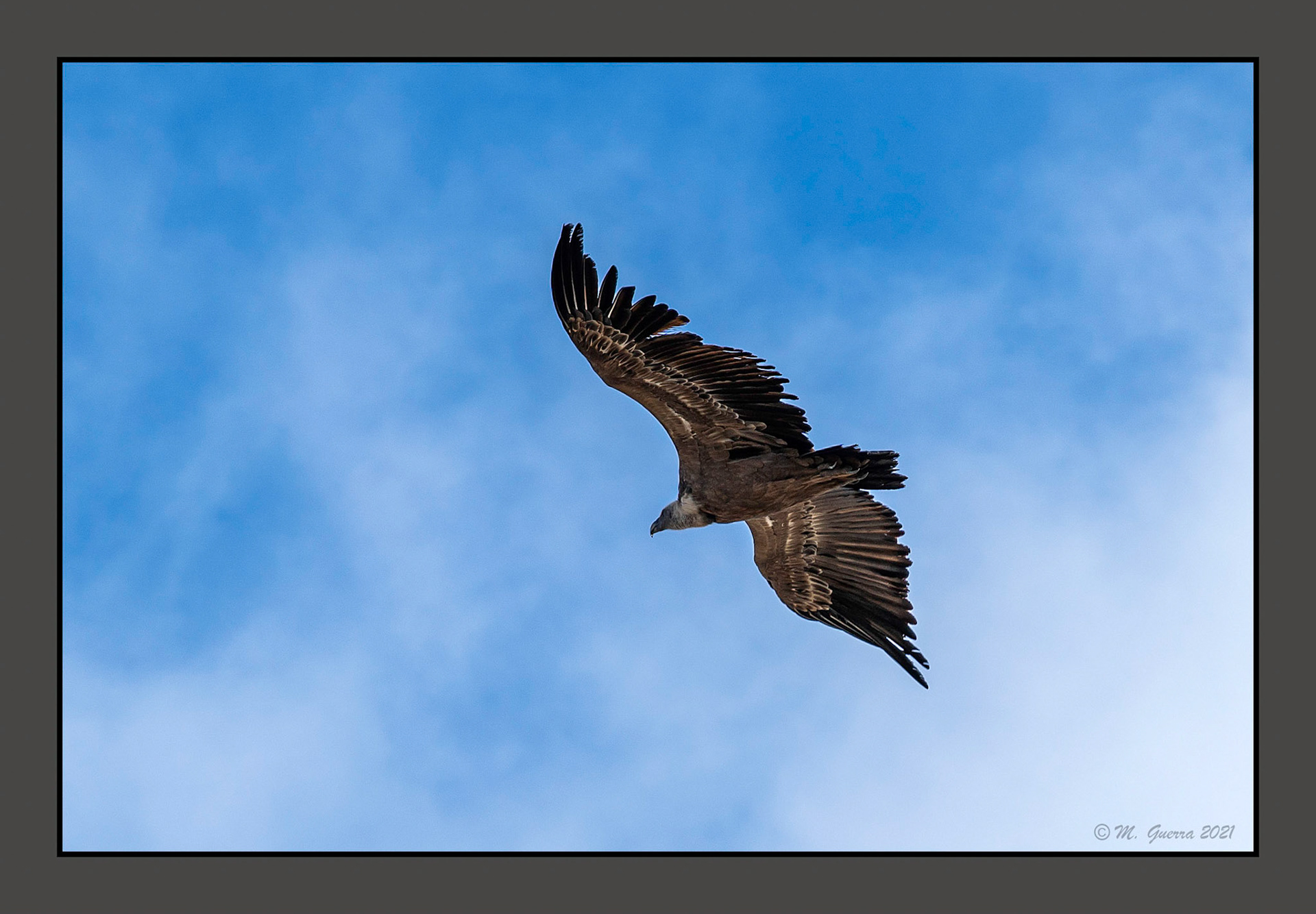 Buitre sobrevolando Maderuelo