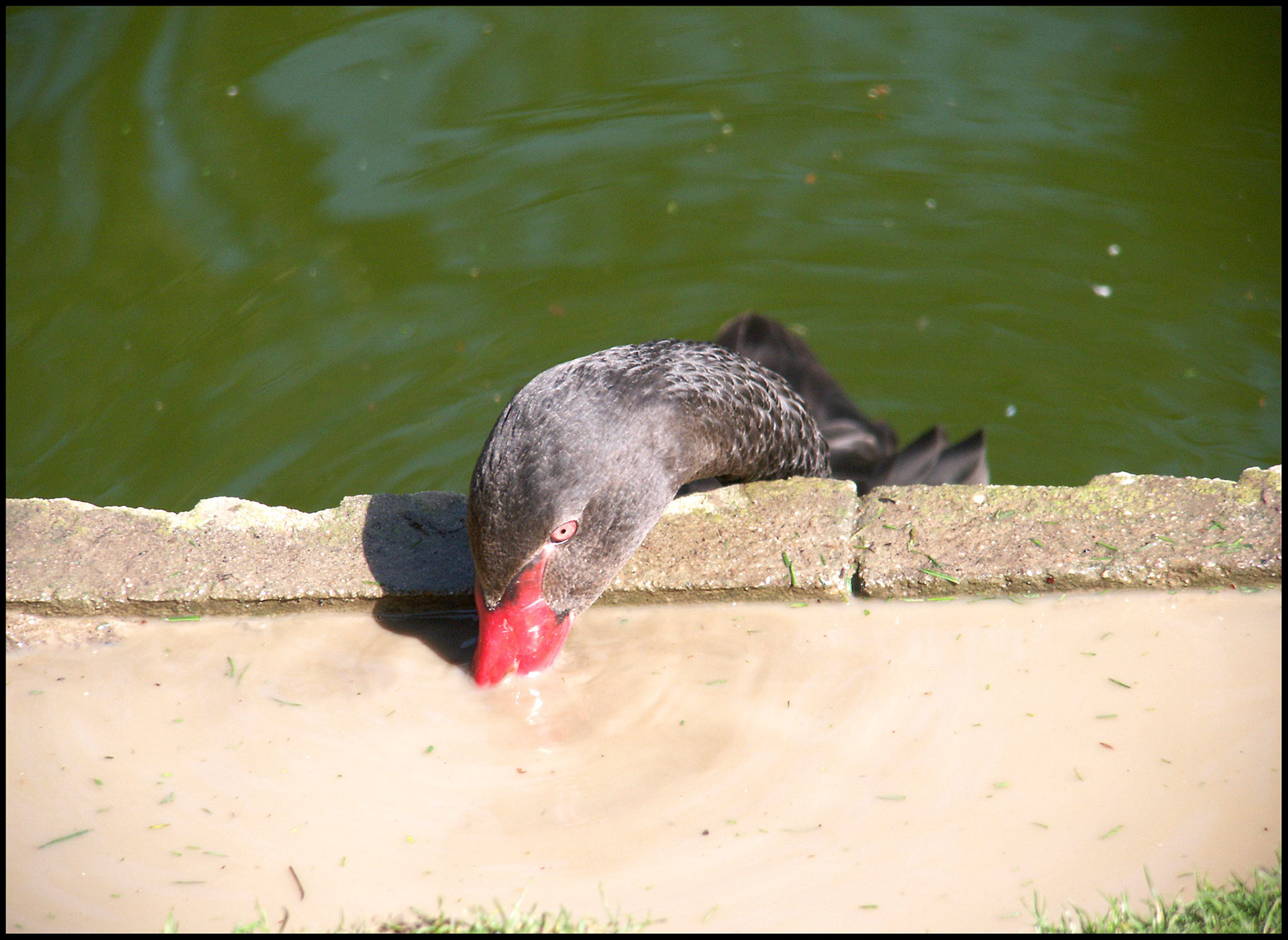 Pato bebiendo del agua sucia, cuando podía estar bebiendo del agua limpia en la que está sumergido. Ampliar