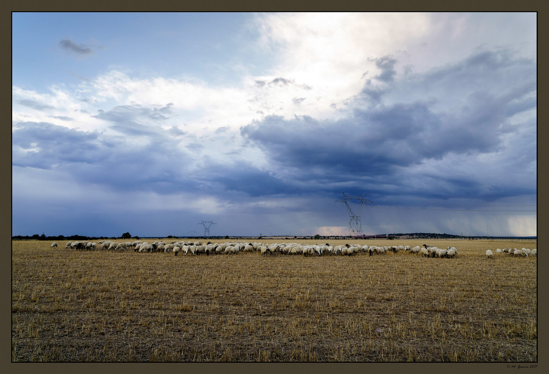Rebaño de ovejas con nubes de tormenta en Muga. Ampliar