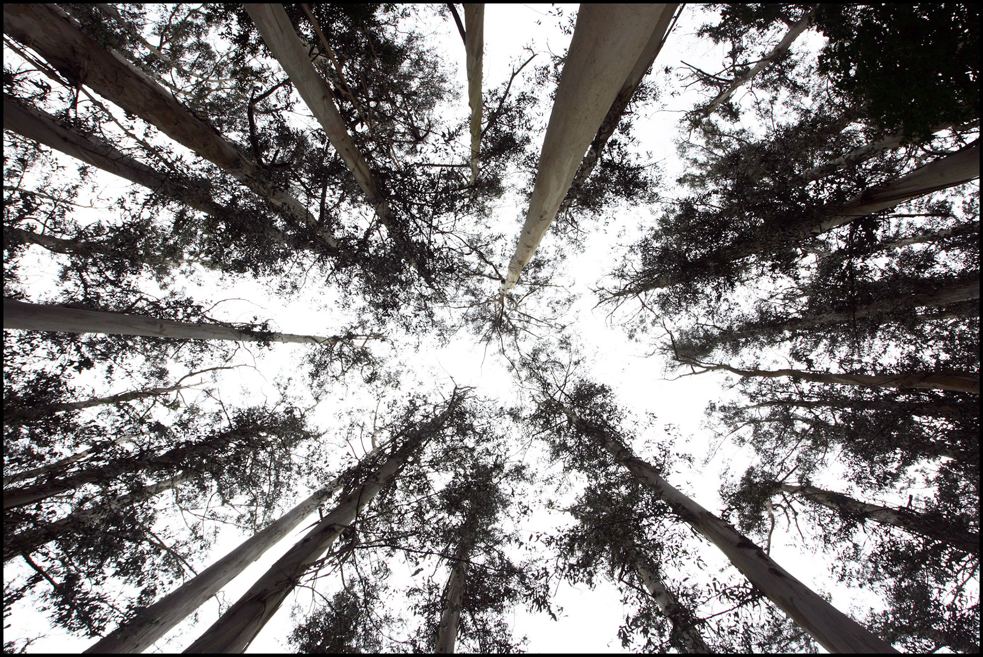 El bosque de eucaliptos de Chavín en Lugo. Ampliar