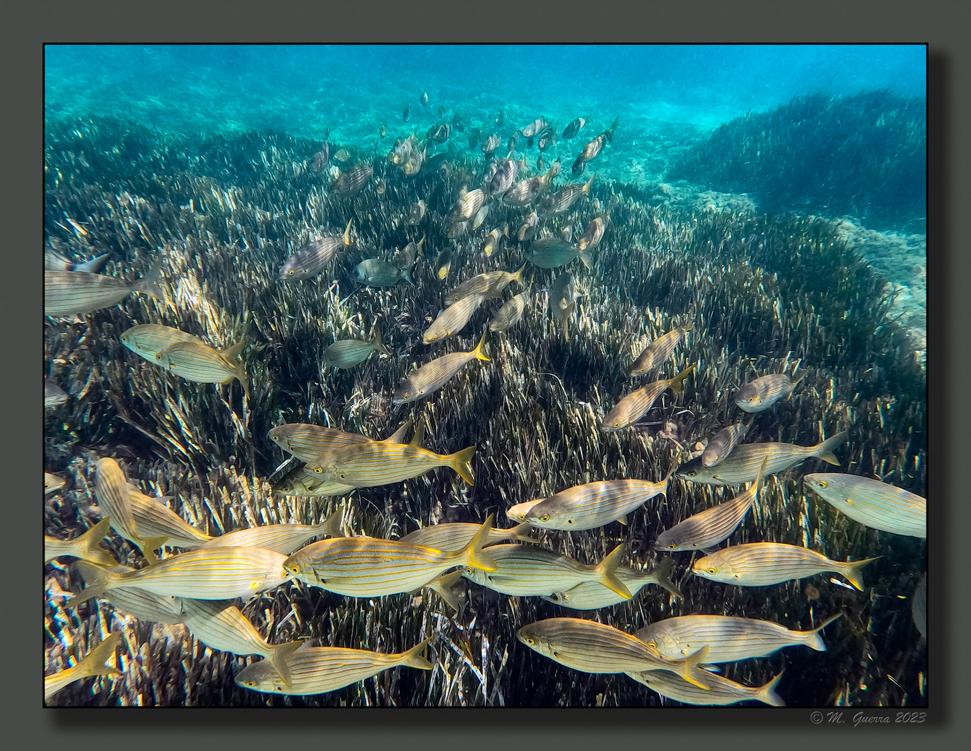 Fotografía submarina en la bahía de Calpe con la GoPro. 100ASA