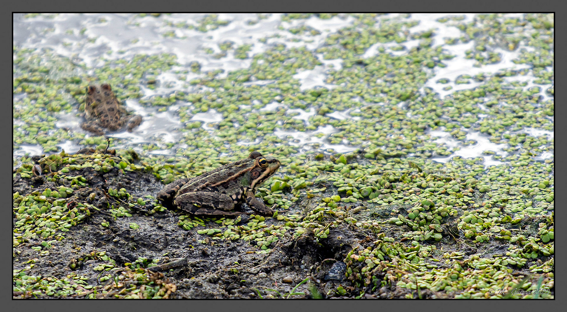 Ranas en Muga. Ampliar