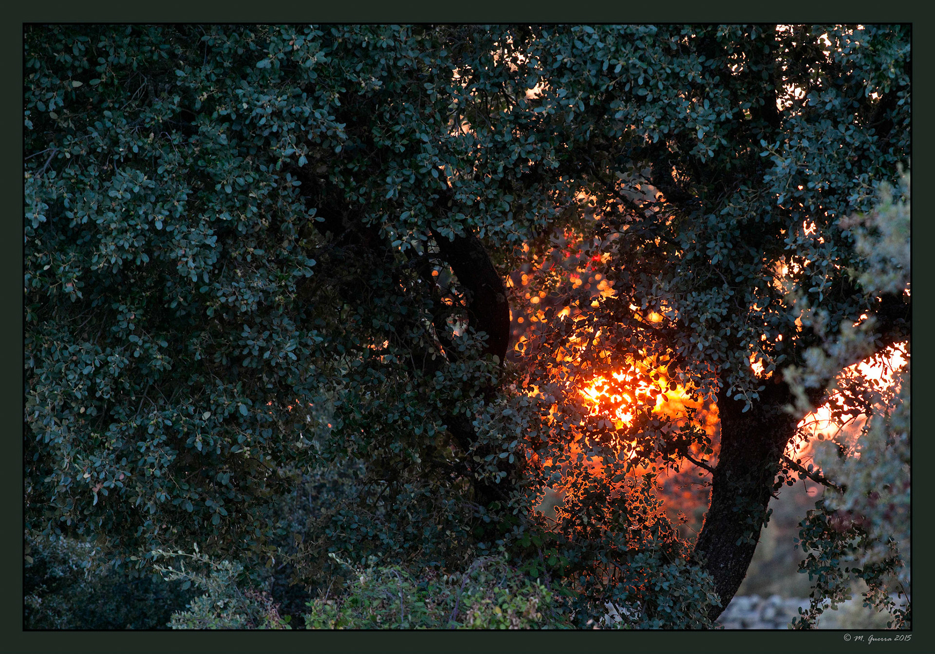Puesta de sol en el campo de Muga. Ampliar