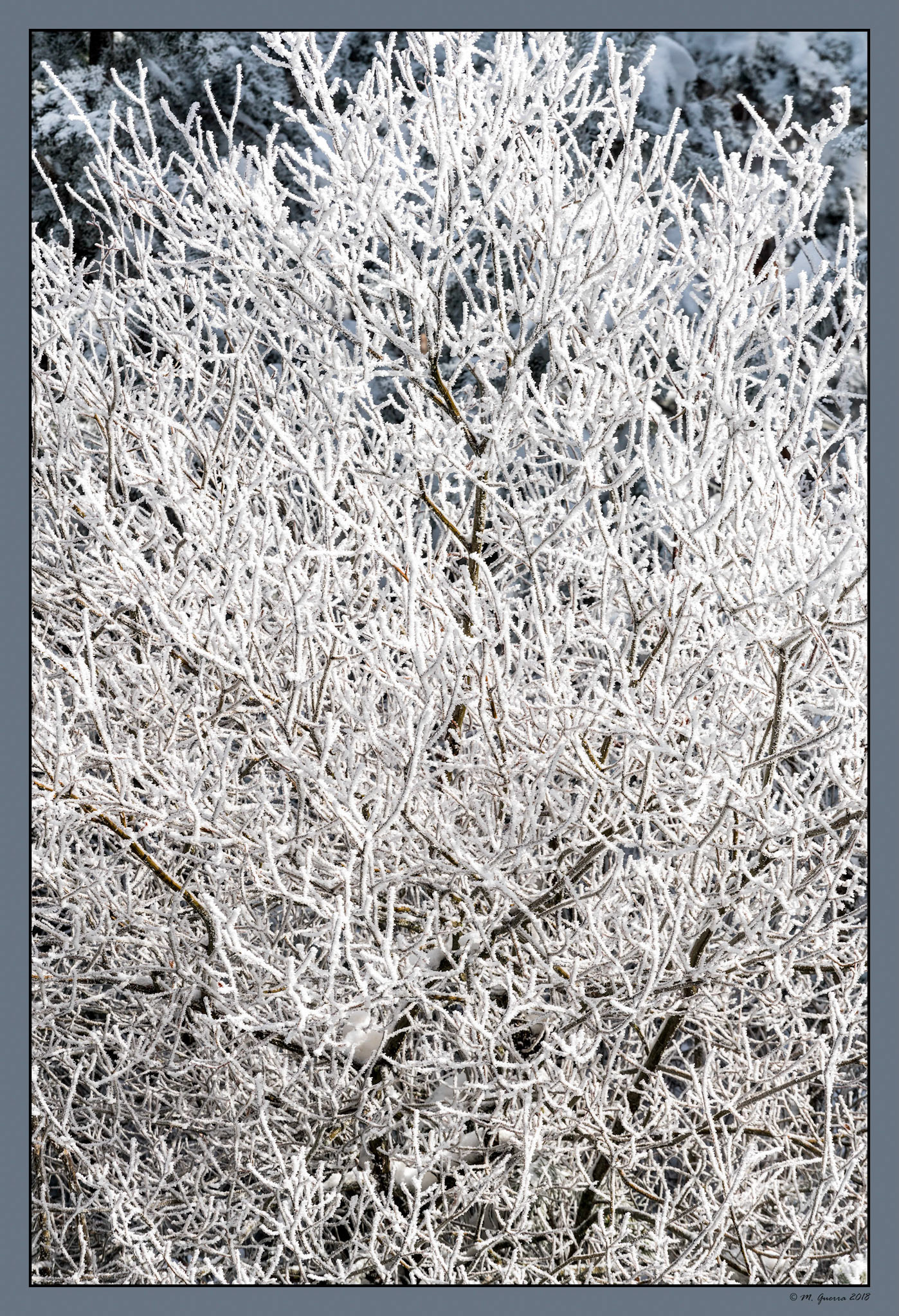 Árboles en la Sierra de Guadarrama de Madrid cubiertos de nieve y hielo en Navacerrada. Ampliar