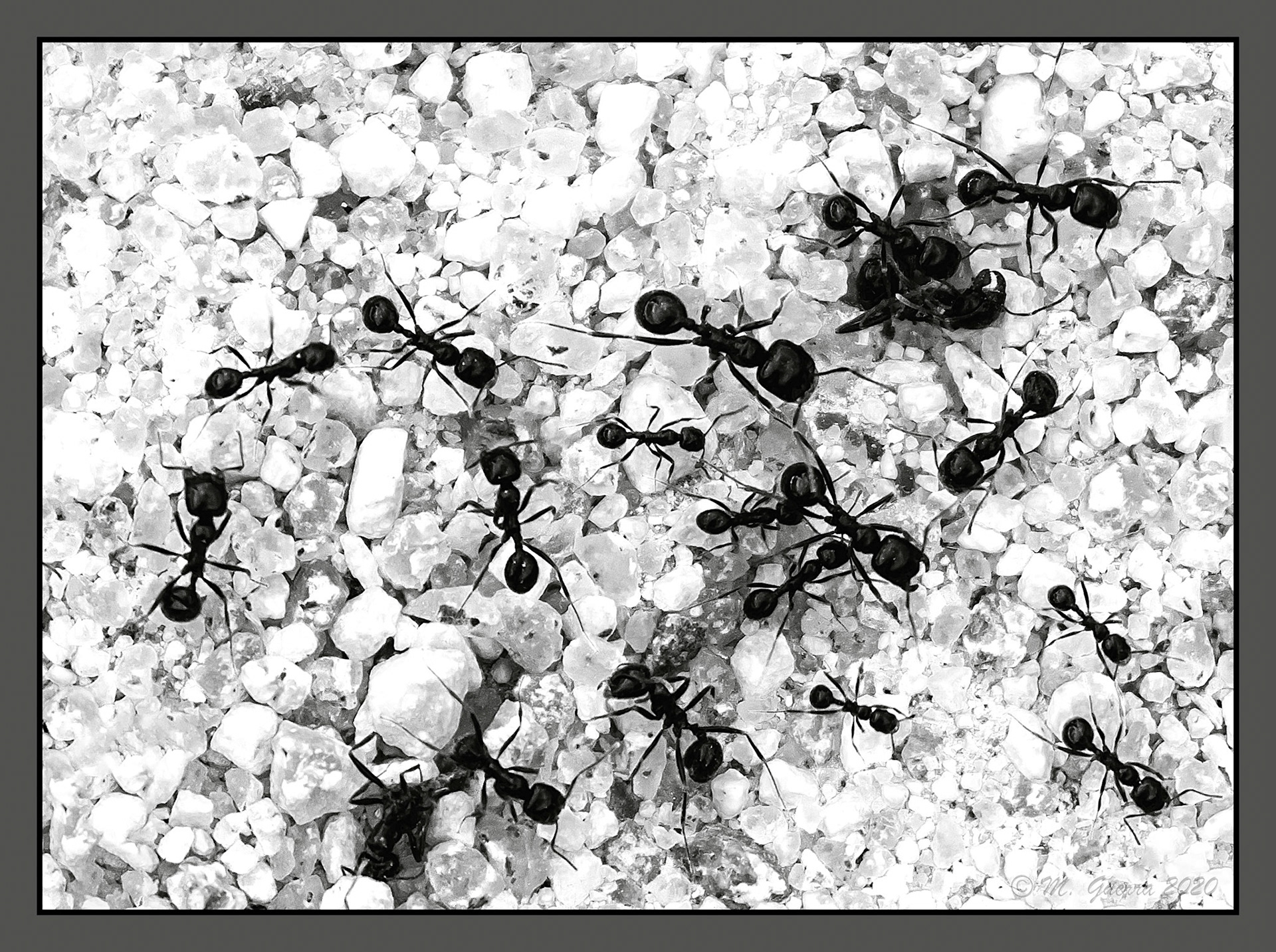 Hormigas en Muga. Ampliar