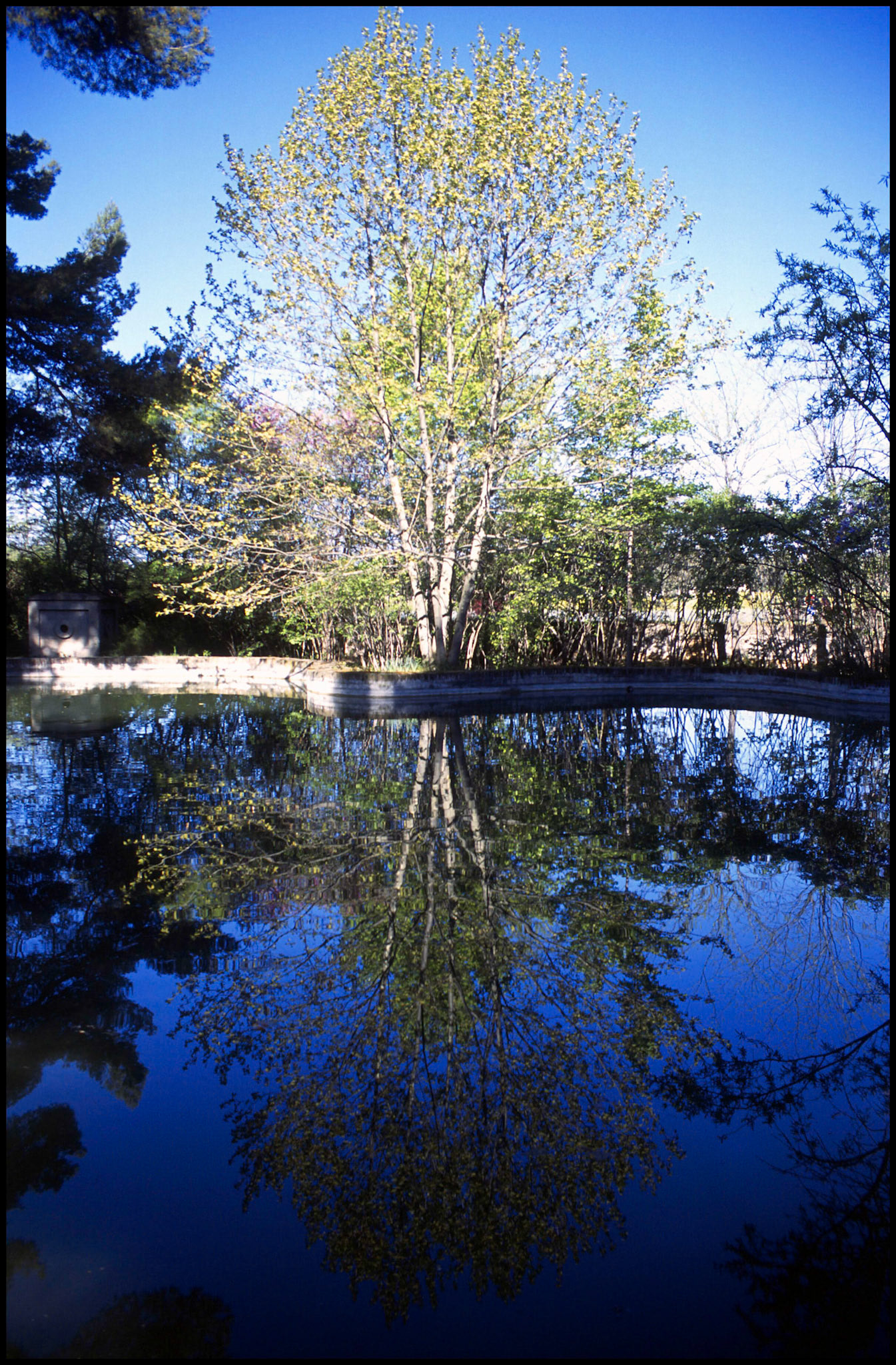 Árbol y estanque en el Jardín de el Capricho de Madrid. Ampliar