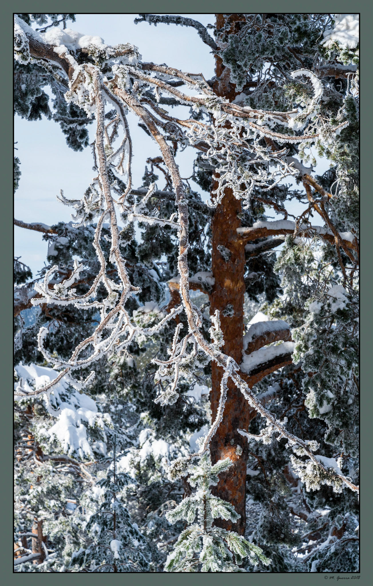 Árboles en la Sierra de Guadarrama de Madrid cubiertos de nieve y hielo en Navacerrada. Ampliar