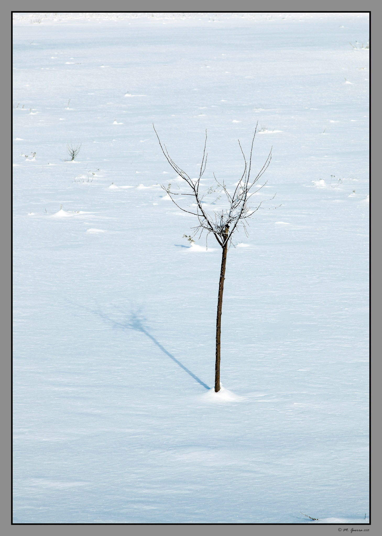 Un árbol solitario en Capadocia enmedio de la nieve. Ampliar