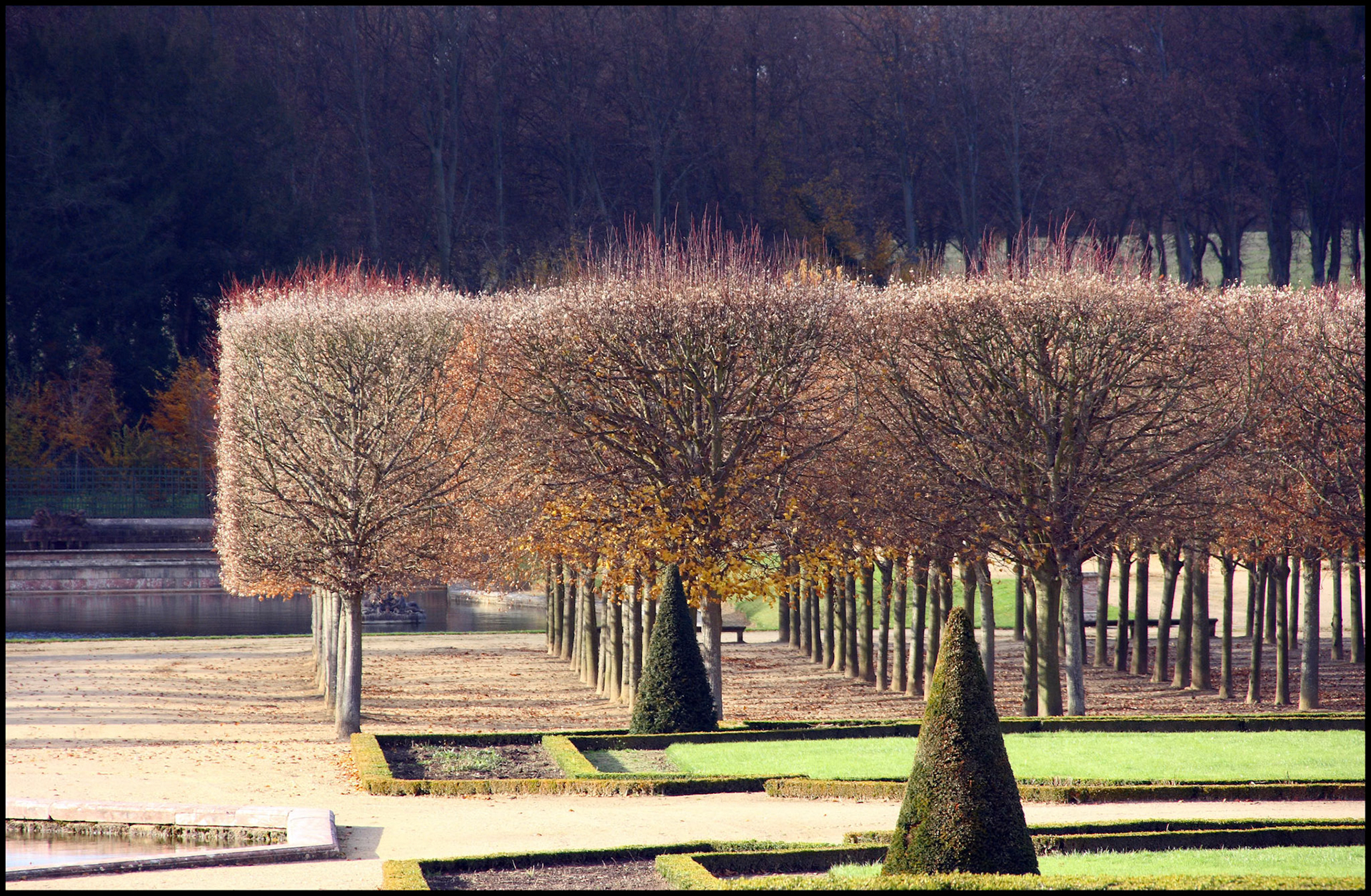 Árboles podados en los jardines de Versalles. Ampliar