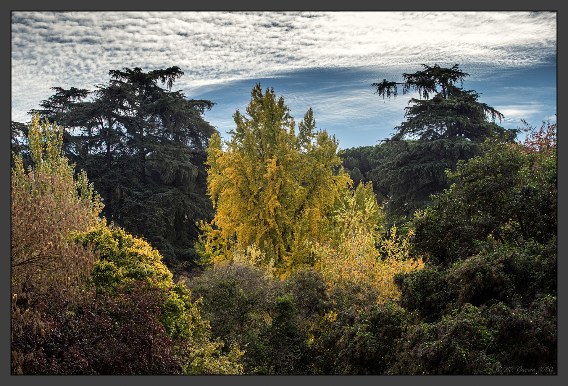 ÁRboles con colores de otoño en el Parque del Oeste