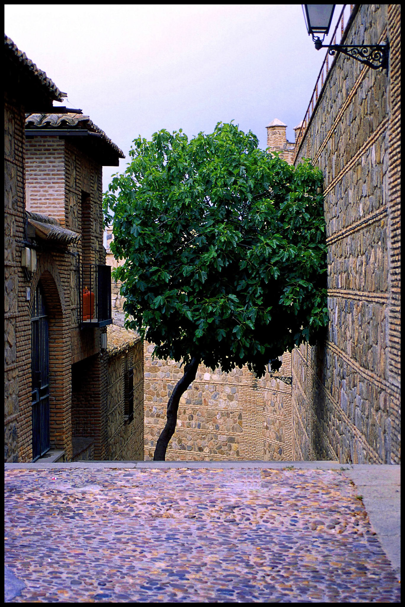 Árbol apoyado en una muralla de Toledo. Ampliar. 100ASA