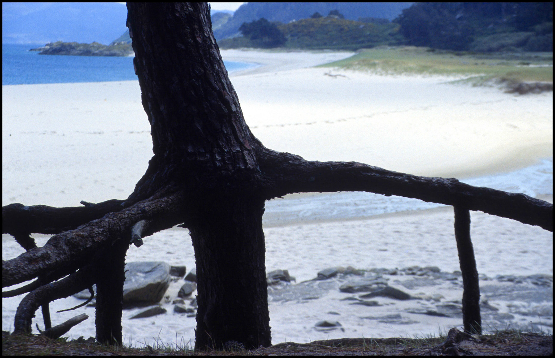 Árboles con las raíces al aire en las Islas Cíes. Ampliar