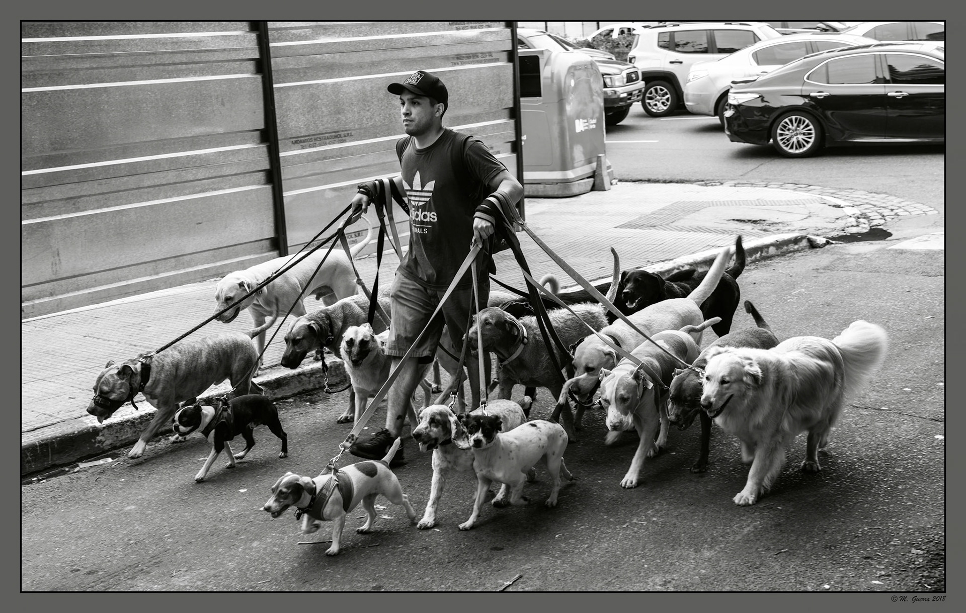 Unhombre paseando a una recua de perros en Buenos Aires. Ampliar. 100ASA