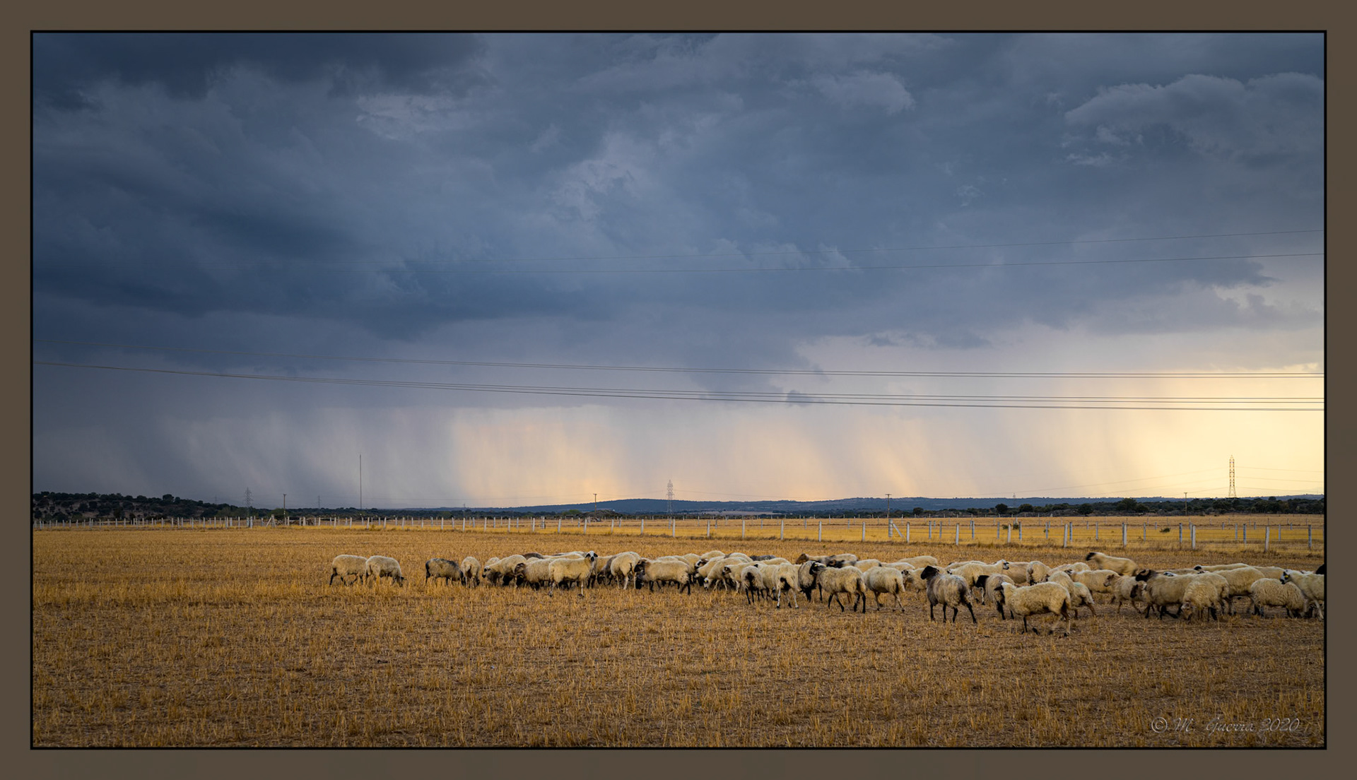 Rebaño de ovejas con nubes de tormenta en Muga. Ampliar. 100ASA