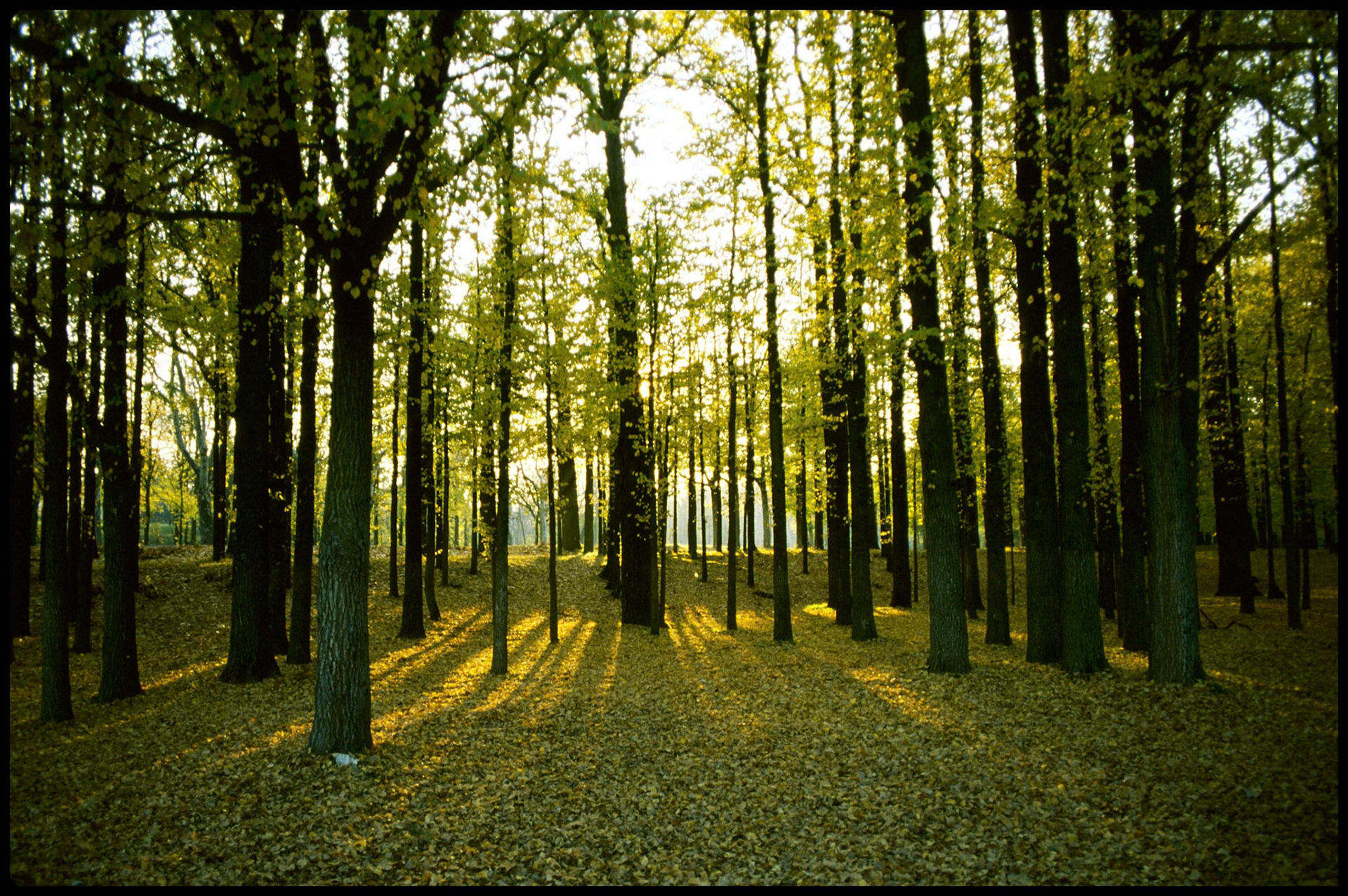 Atardecer en Otoño en la casa de campo de Madrid. Ampliar. 100ASA