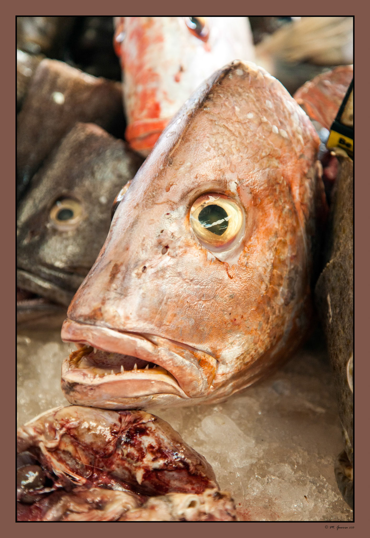 Cabezas de peces a la venta en el mercado de pescado de Dubai. Ampliar