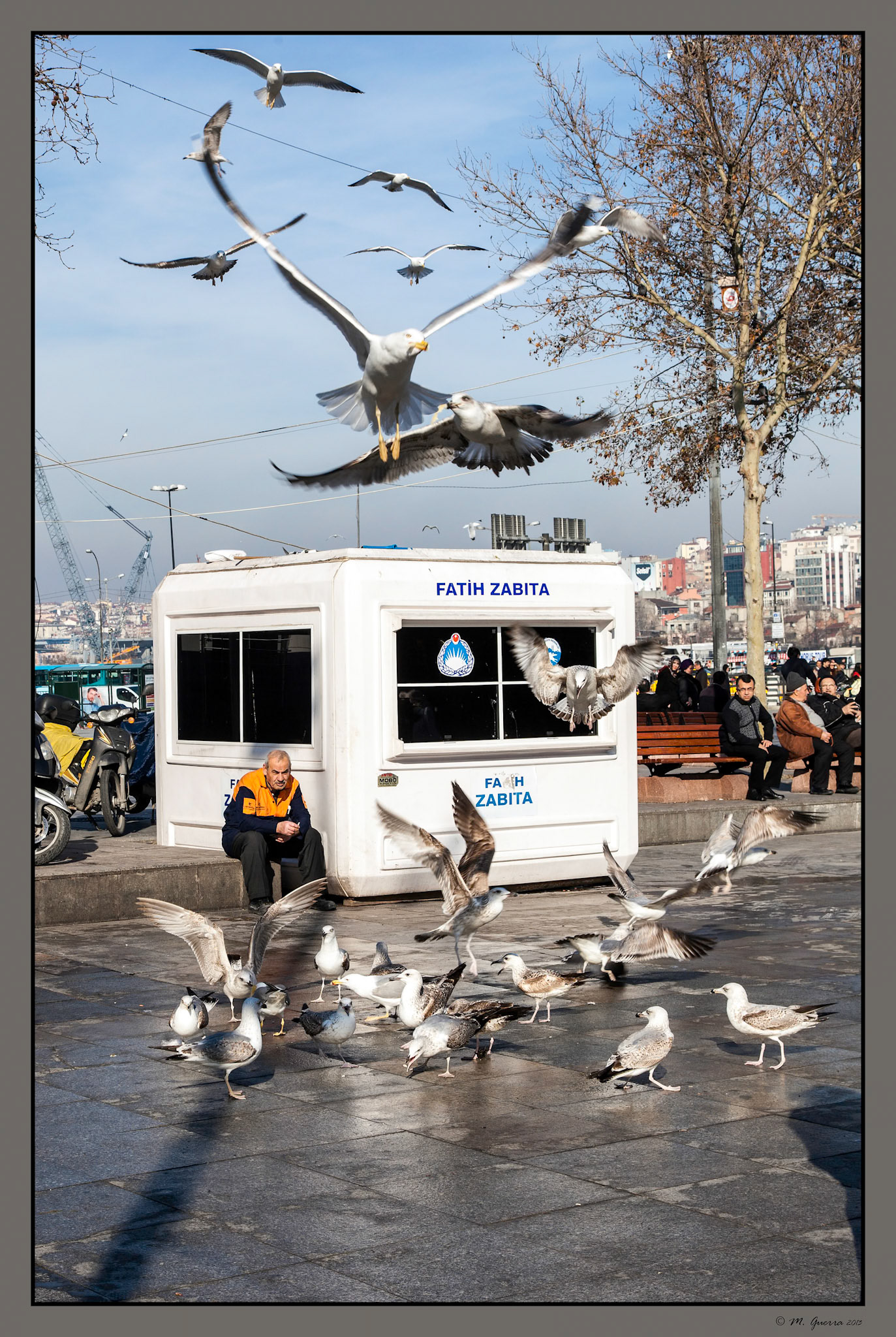 Bandada de gaviotas en el puerto de Estambul. Ampliar