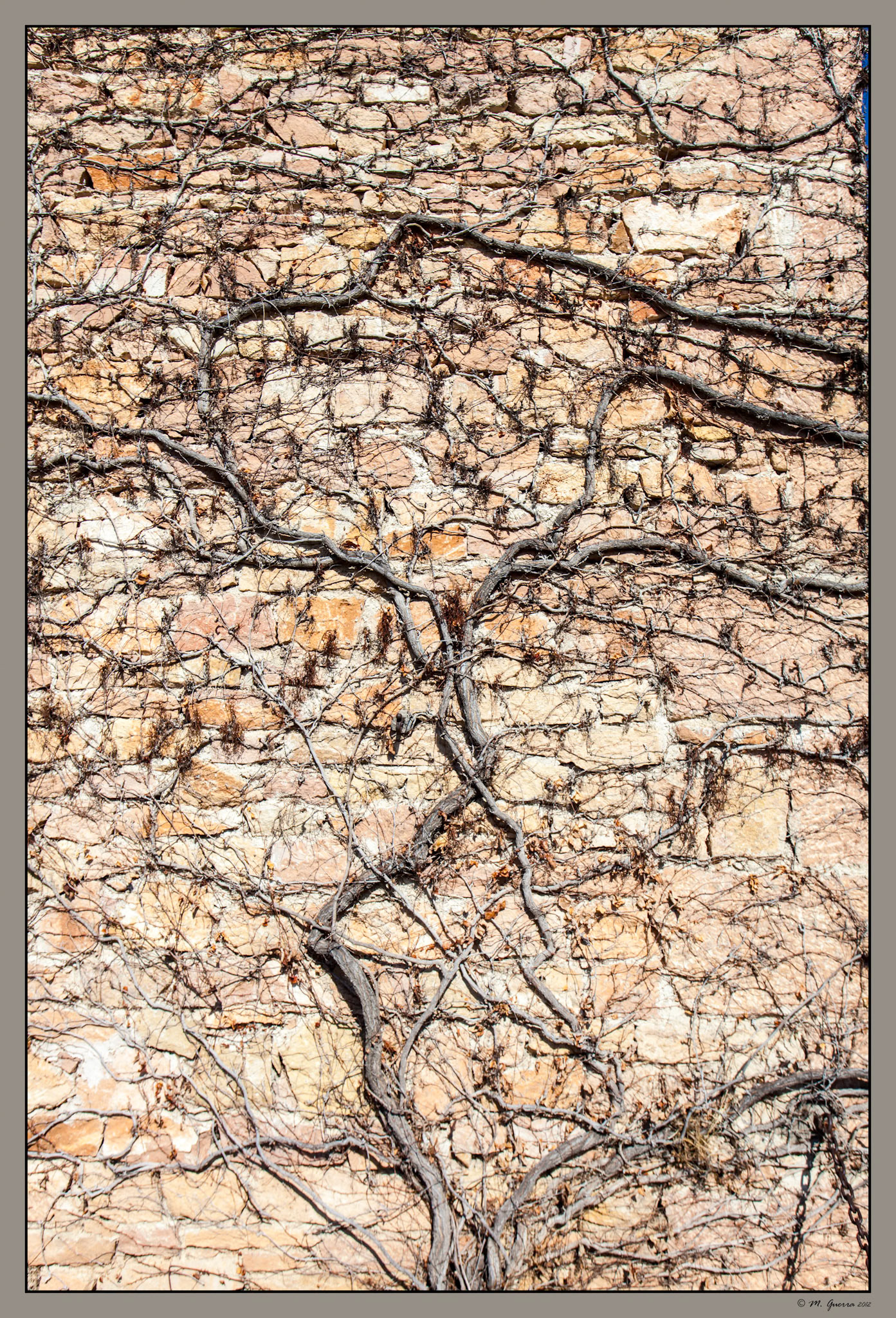 Lampelosi en una pared de Sepúlveda, Segovia. Ampliar