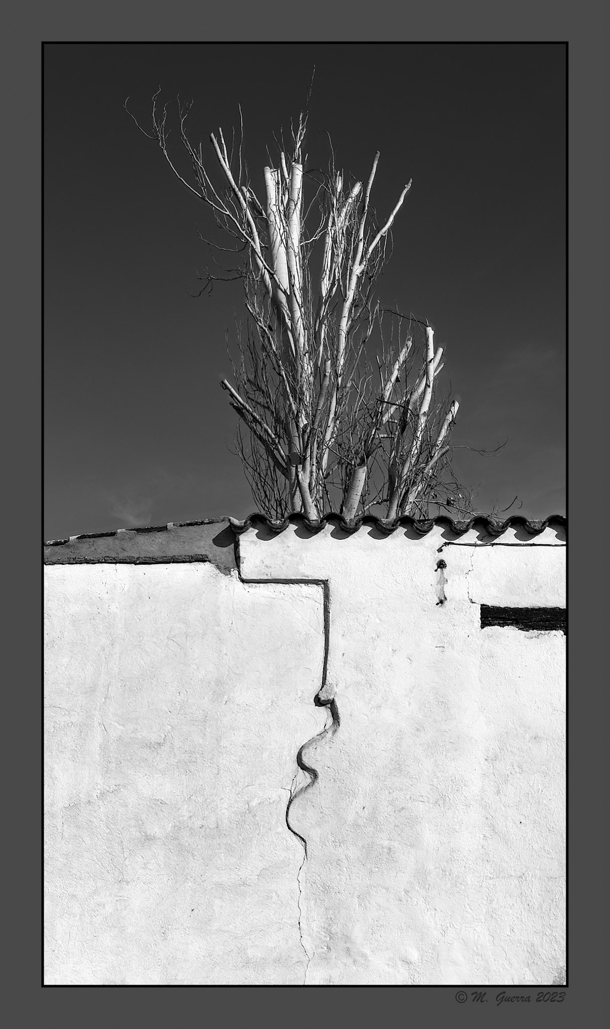 Árbol seco detrás de un muro en Orgaz. 100ASA