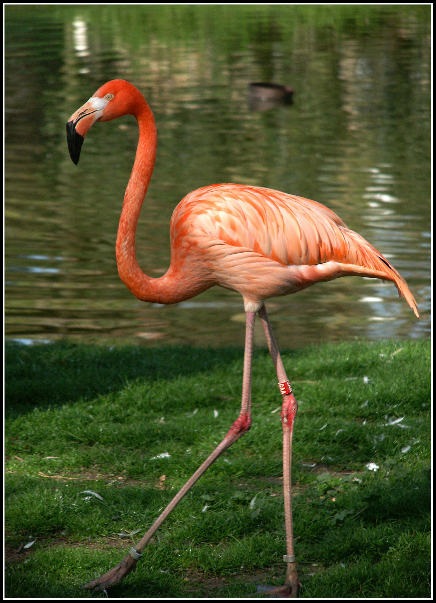 Flamenco en el zoo de Madrid. Ampliar