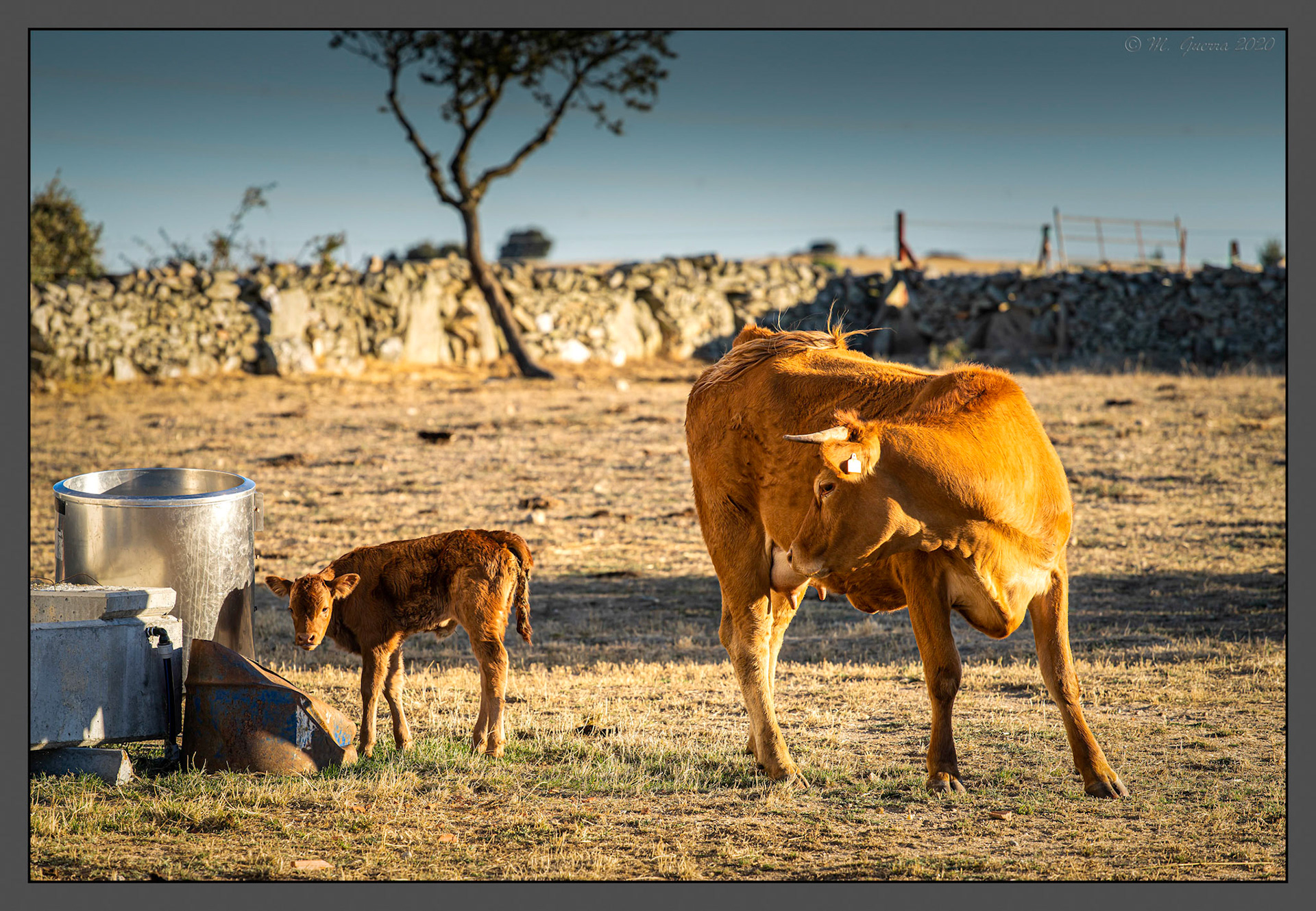 Vaca con su ternero en Muga. Ampliar