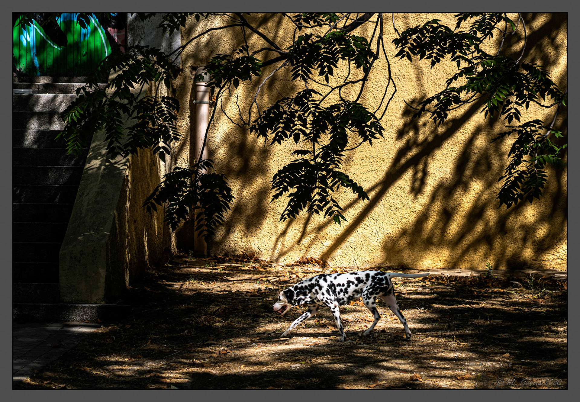 Sombras en una valla y un perro dálmata. Ampliar