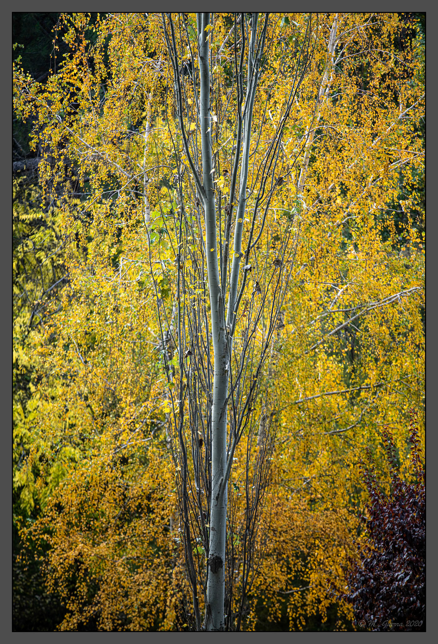 Árbol con colores de otoño en el Parque del Oeste