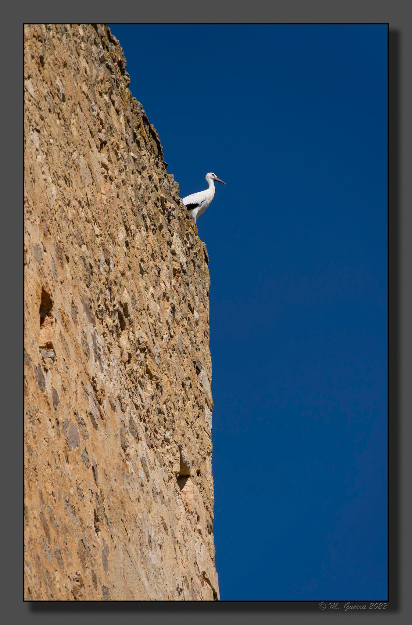 Una cigüeña sobre el castillo de Pedraza