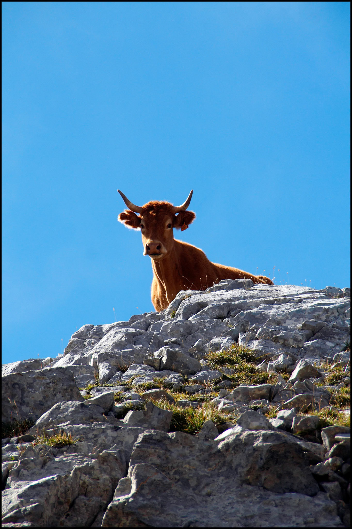 Vaca en los Picos de Europa. Ampliar