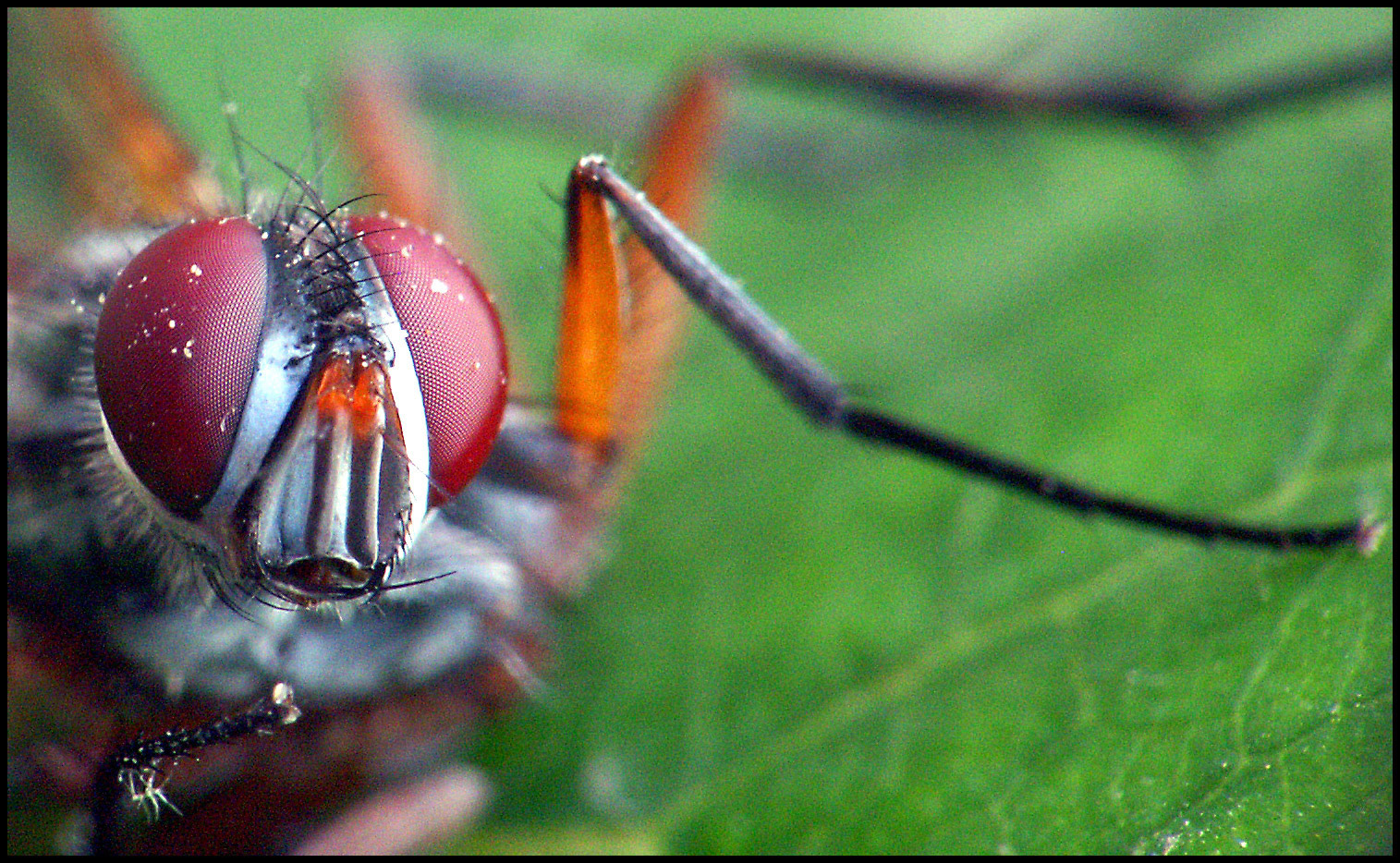 Mosca con macro. Ampliar
