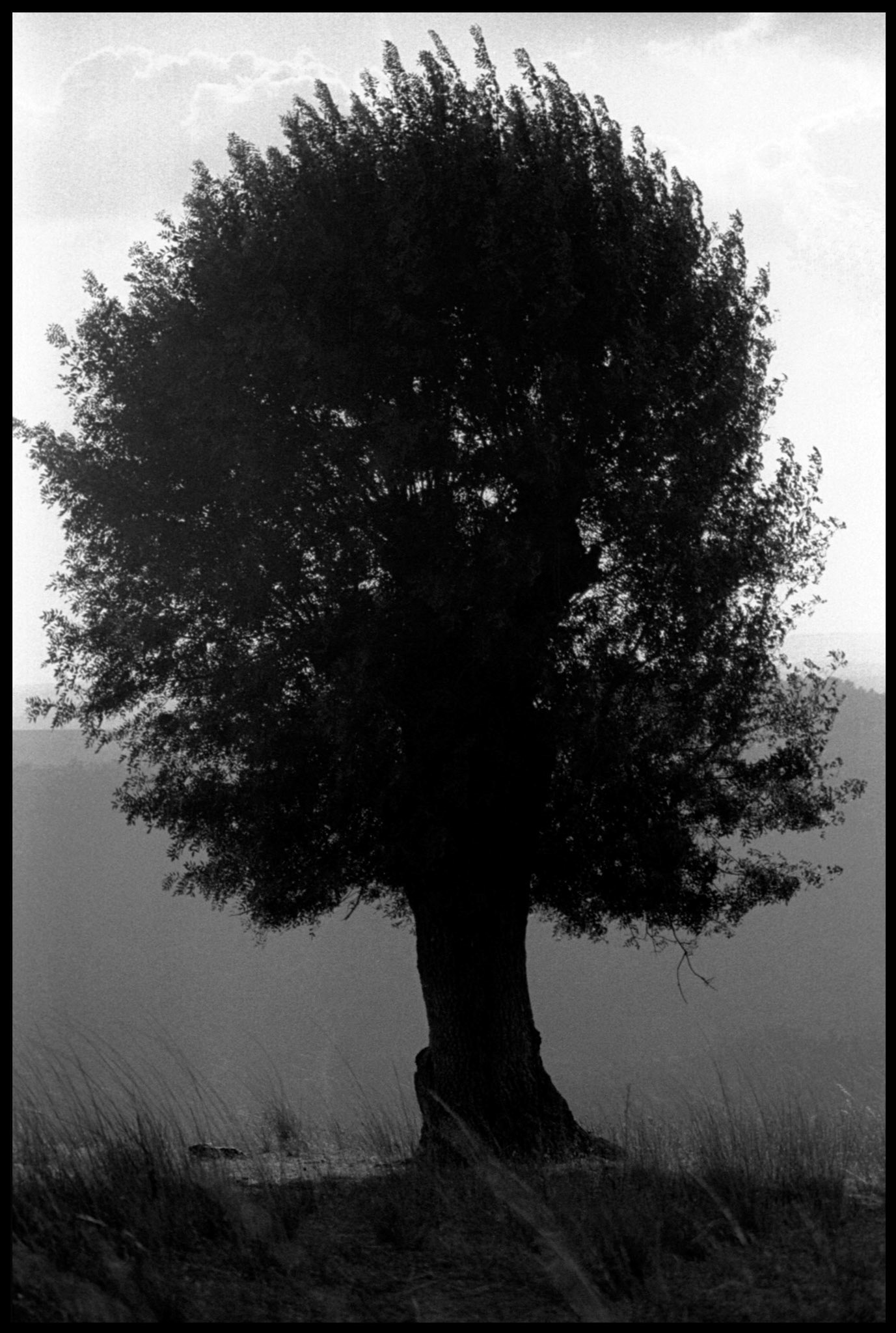 Encina en los arribes del Duero en Zamora. Ampliar