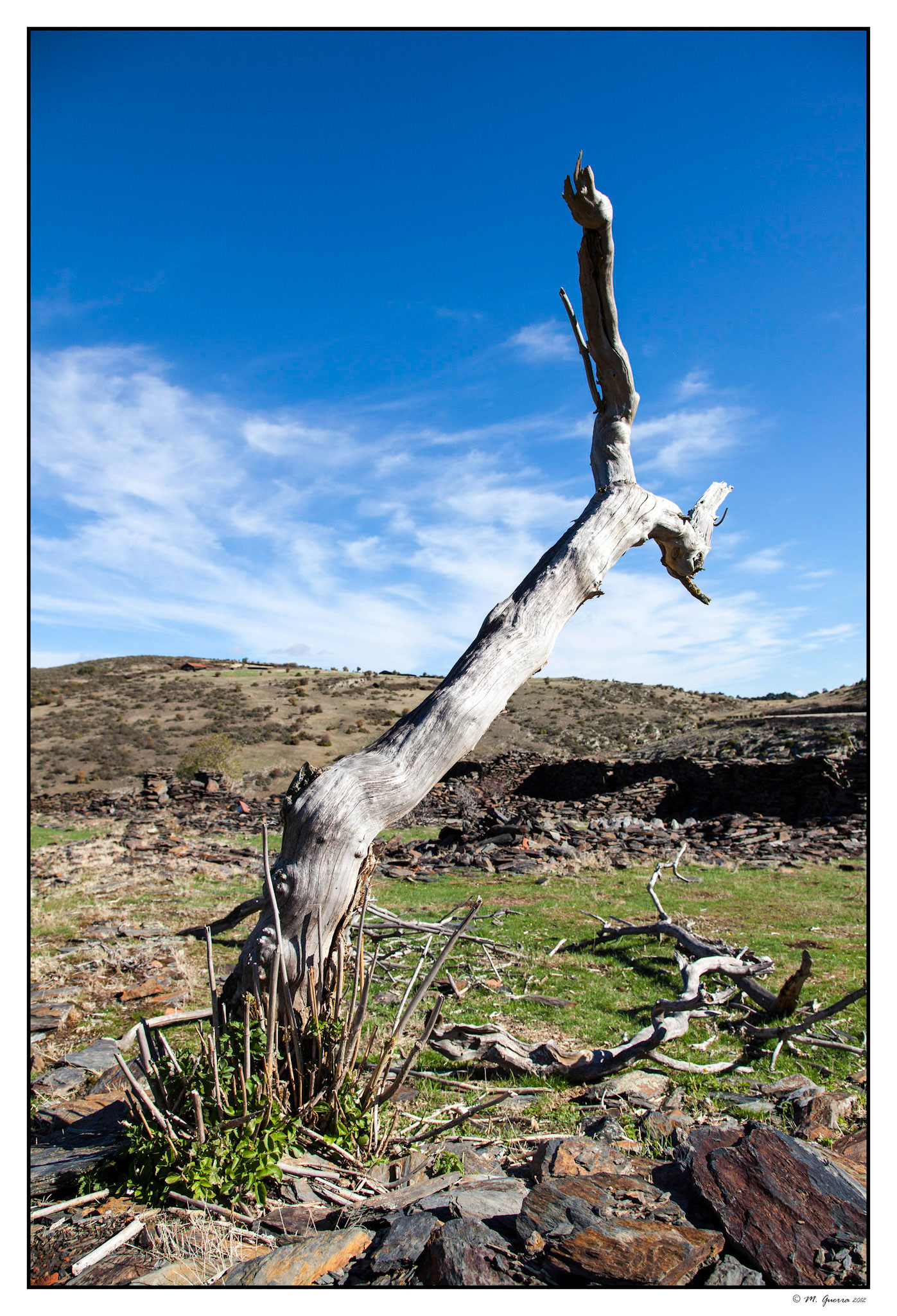 Árbol seco en el camino del Hayedo de la Tejera Negra. Ampliar