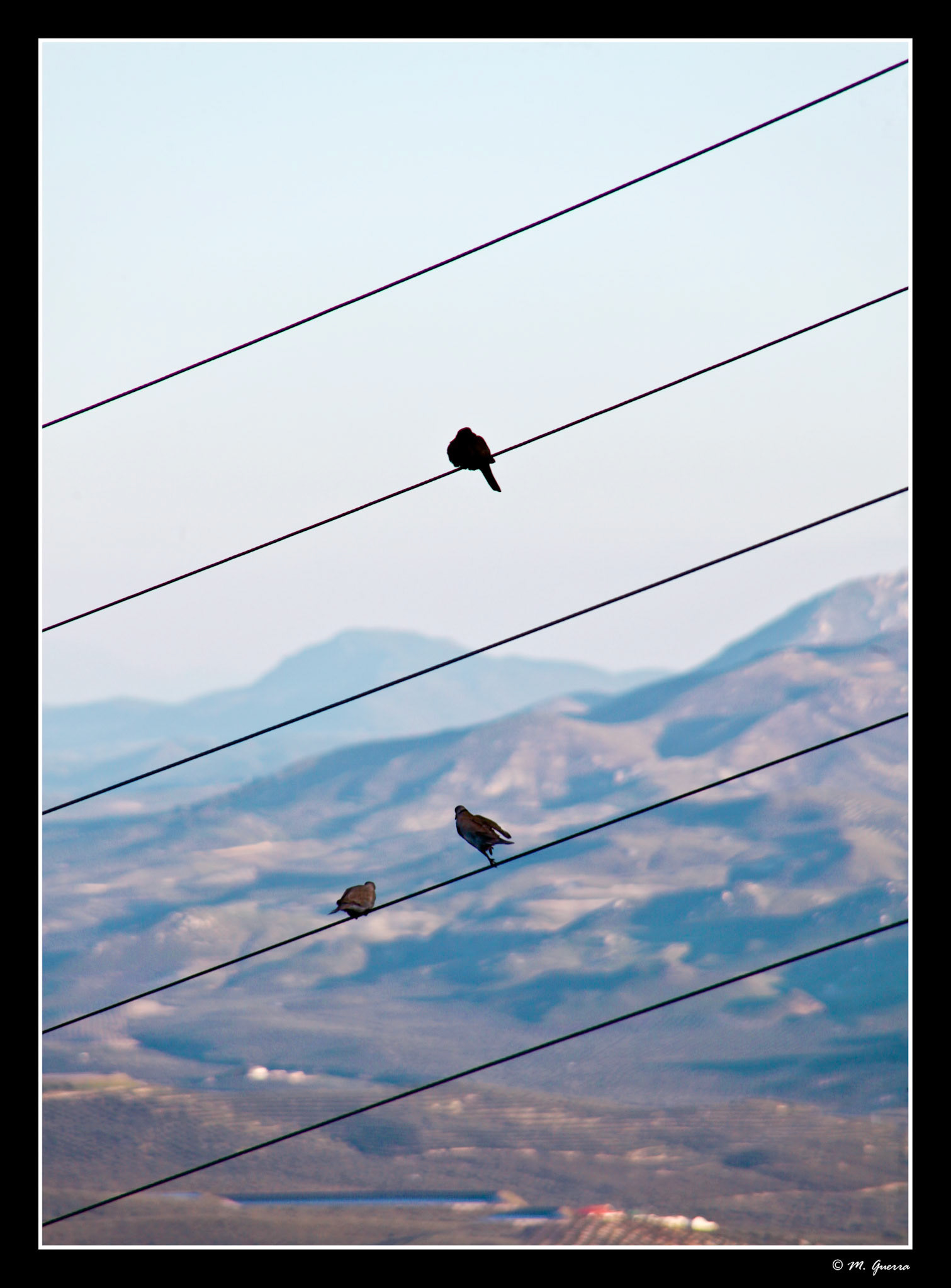 Palomas posadas en un cable de electricidad en Baeza. Ampliar