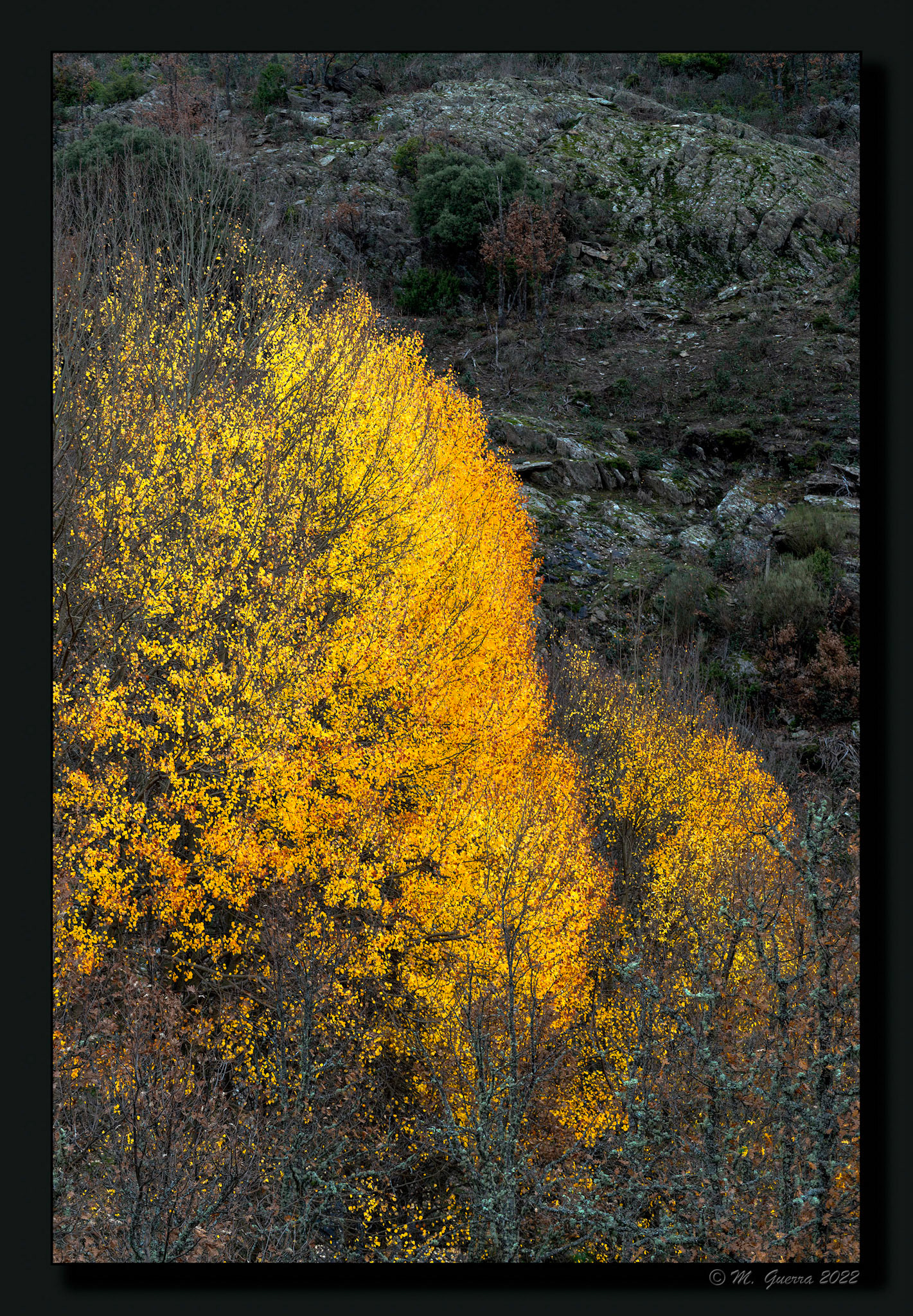 Árboles con hojas de otoño en La Hiruela en la orilla del río Jarama