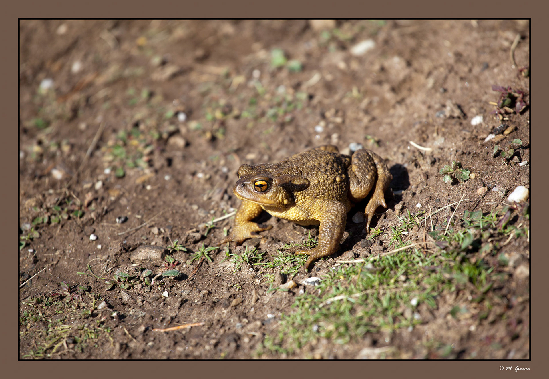 Sapo común en ela zona del hayedo de la Tejera Negra. Ampliar