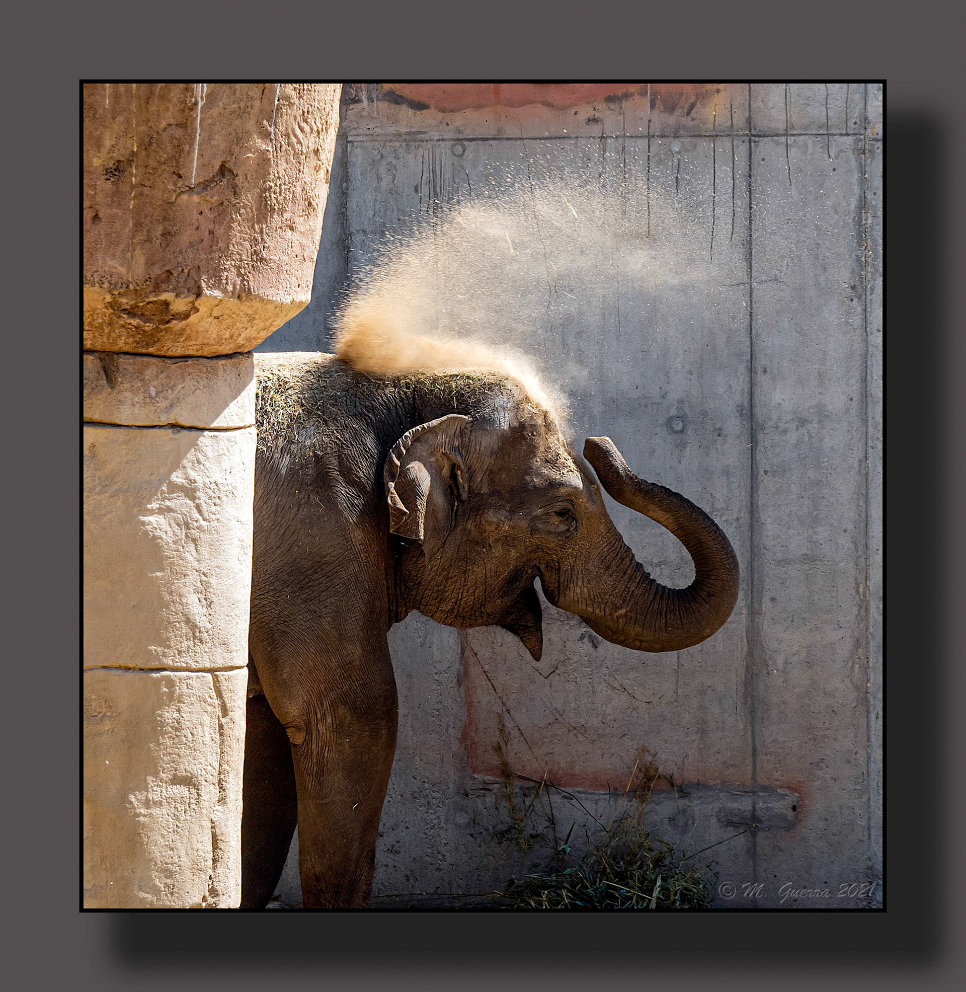 Elefante en el parque Zoológico de Madrid