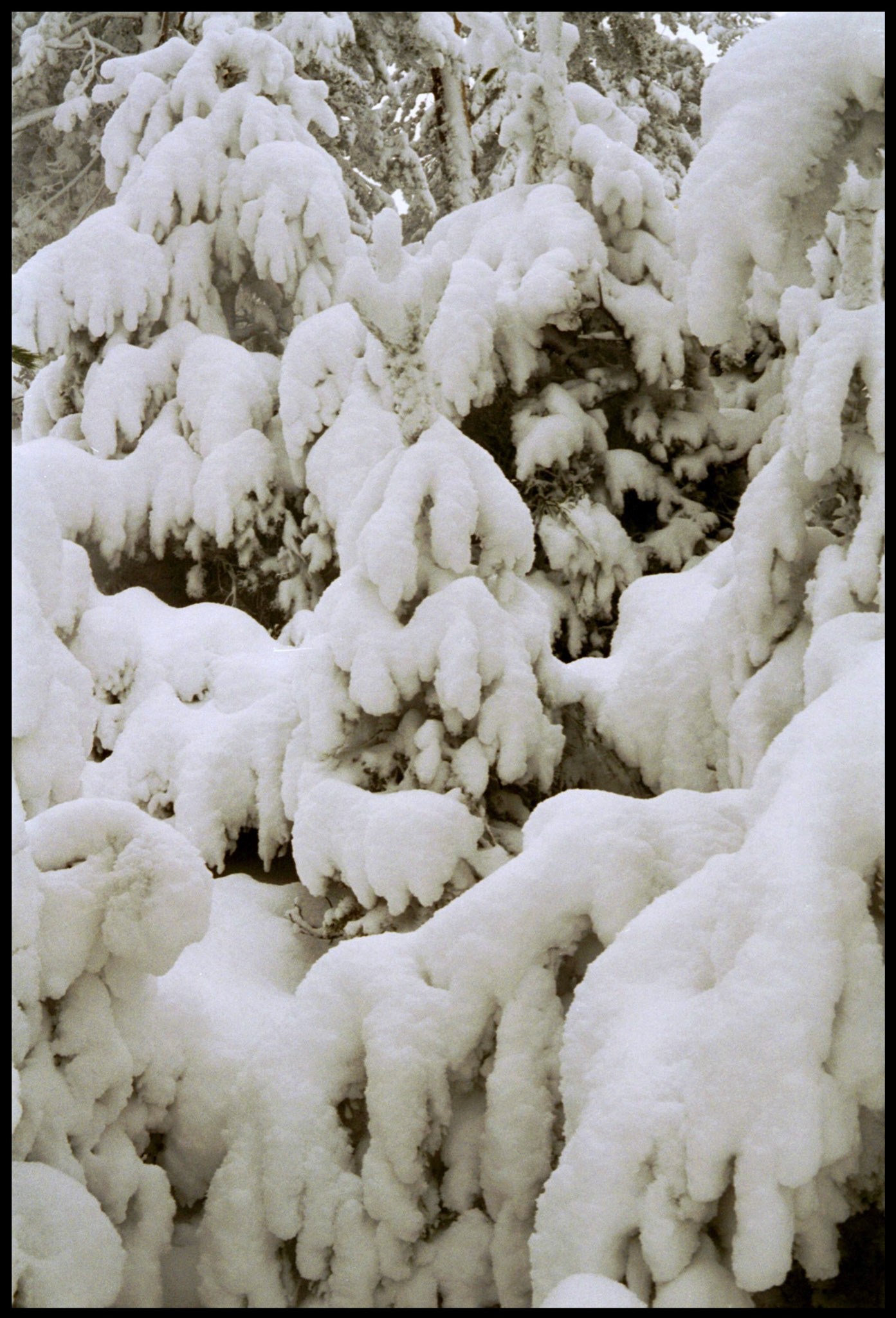 Un árbol con nieve en Navacerrada. Ampliar