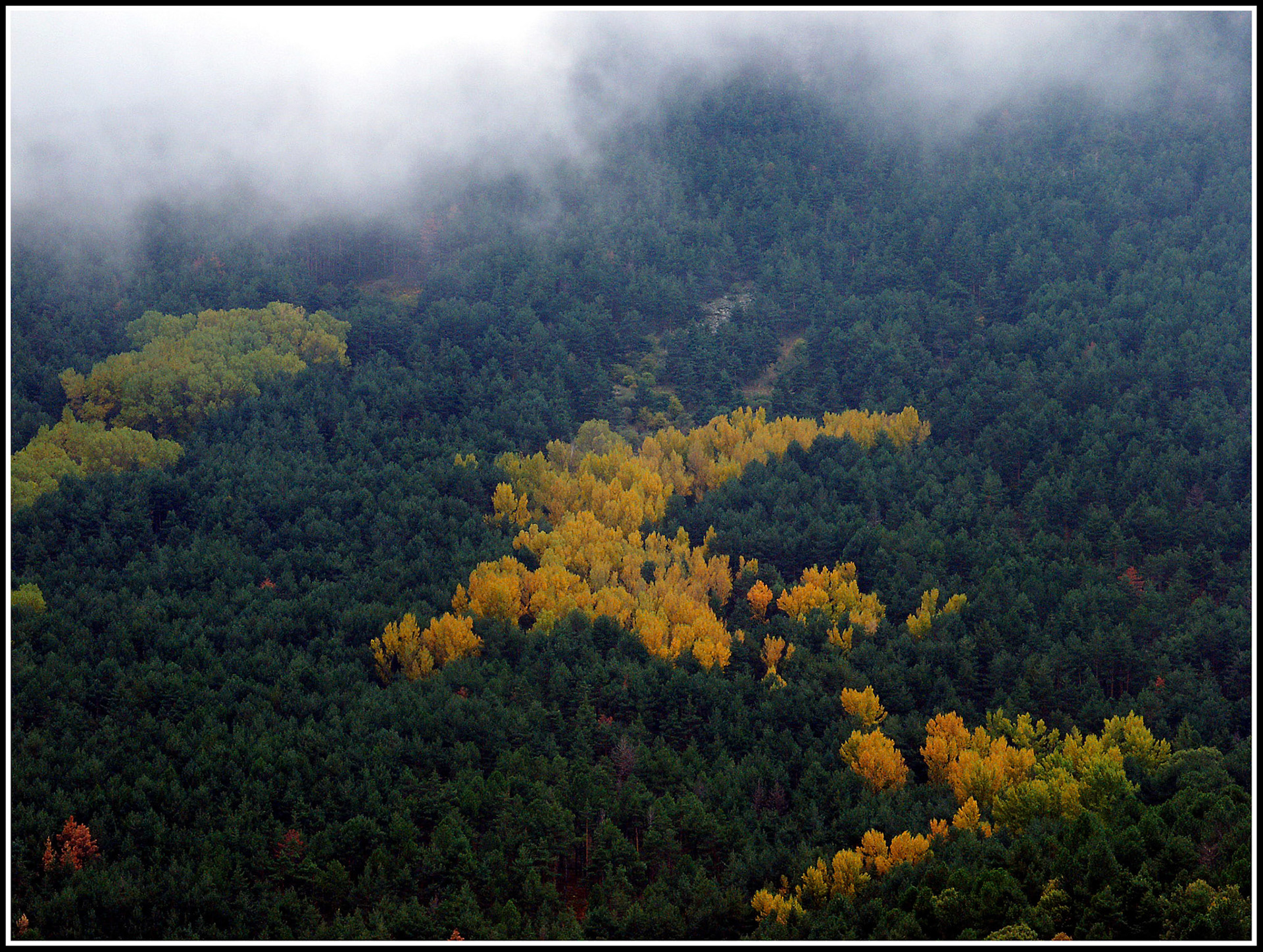 Bosque en el Valle de los Caídos. Ampliar. 100ASA