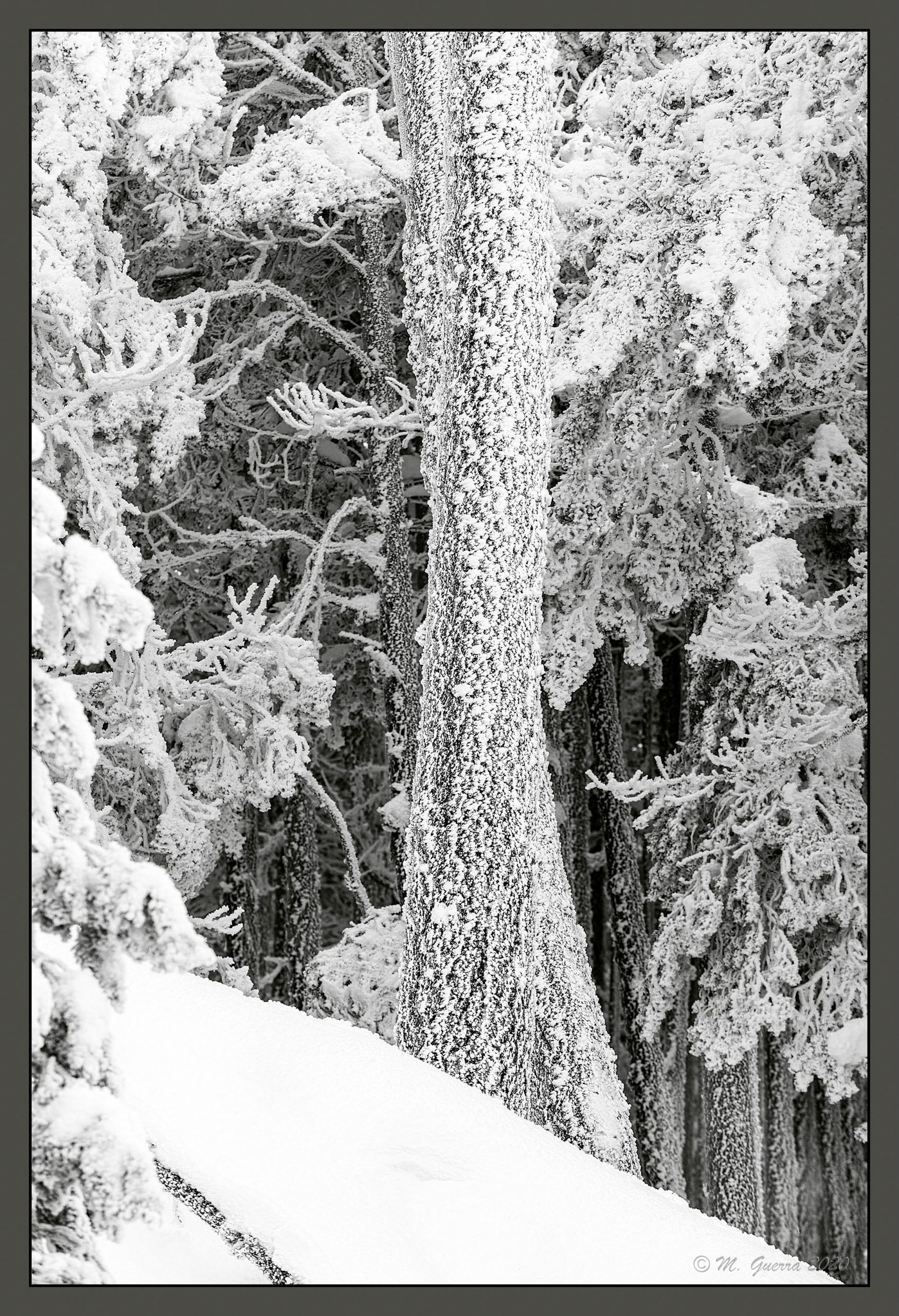 Árboles en la Sierra de Guadarrama de Madrid cubiertos de nieve y hielo en Navacerrada