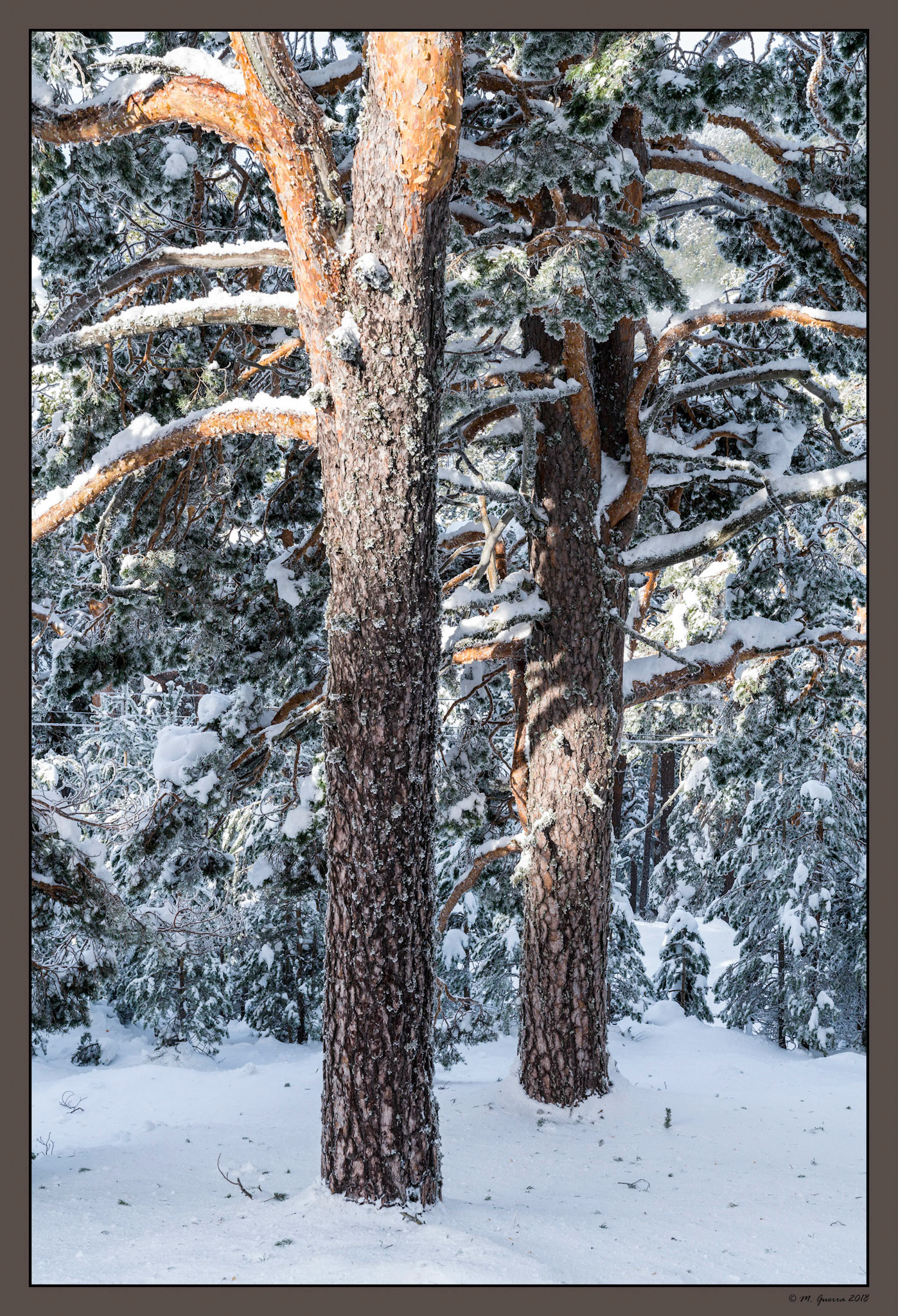 Árboles en la Sierra de Guadarrama de Madrid cubiertos de nieve y hielo en Navacerrada. Ampliar
