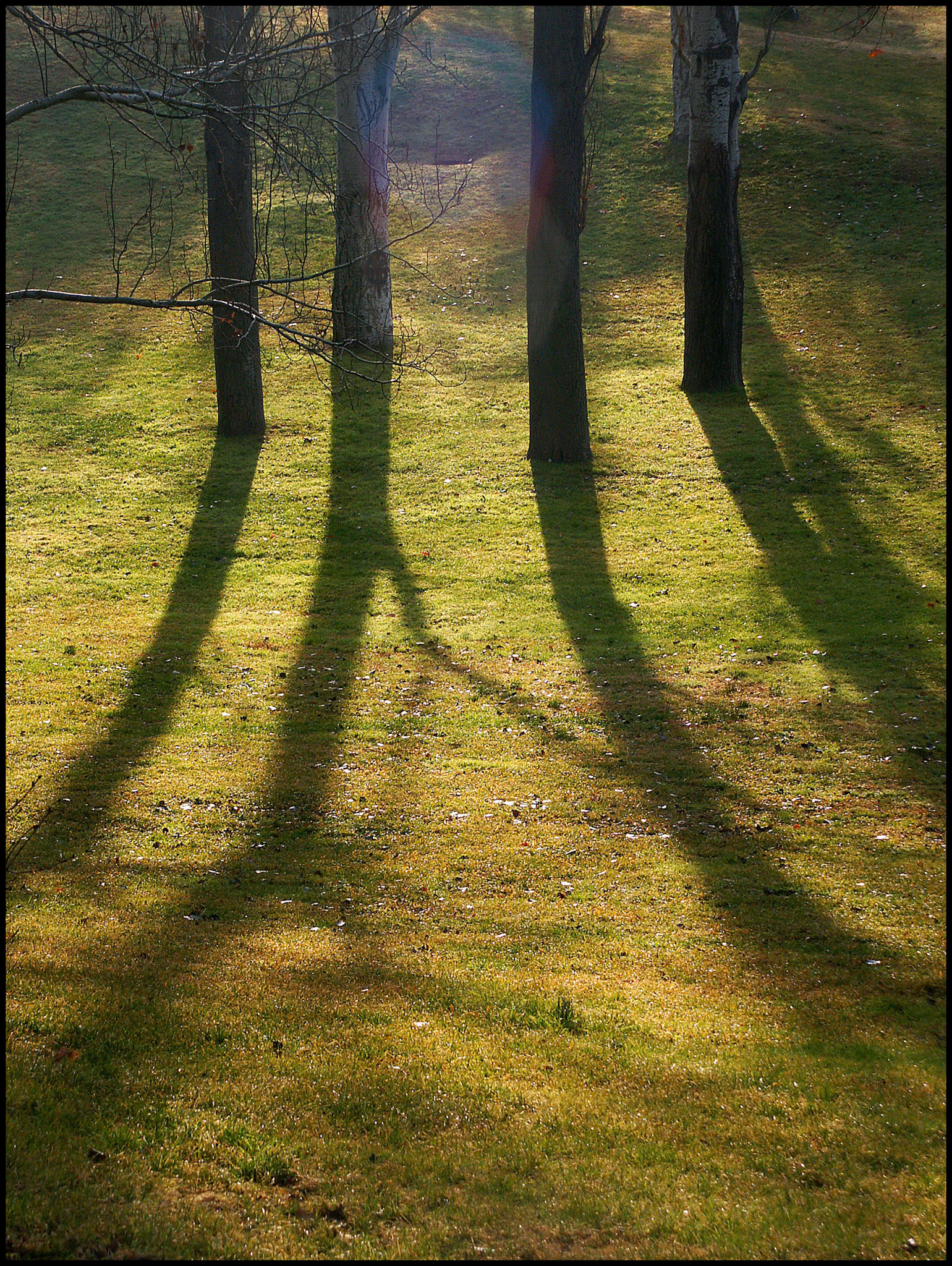 Sombra de arboles en el parque del Oeste de Madrid. Ampliar