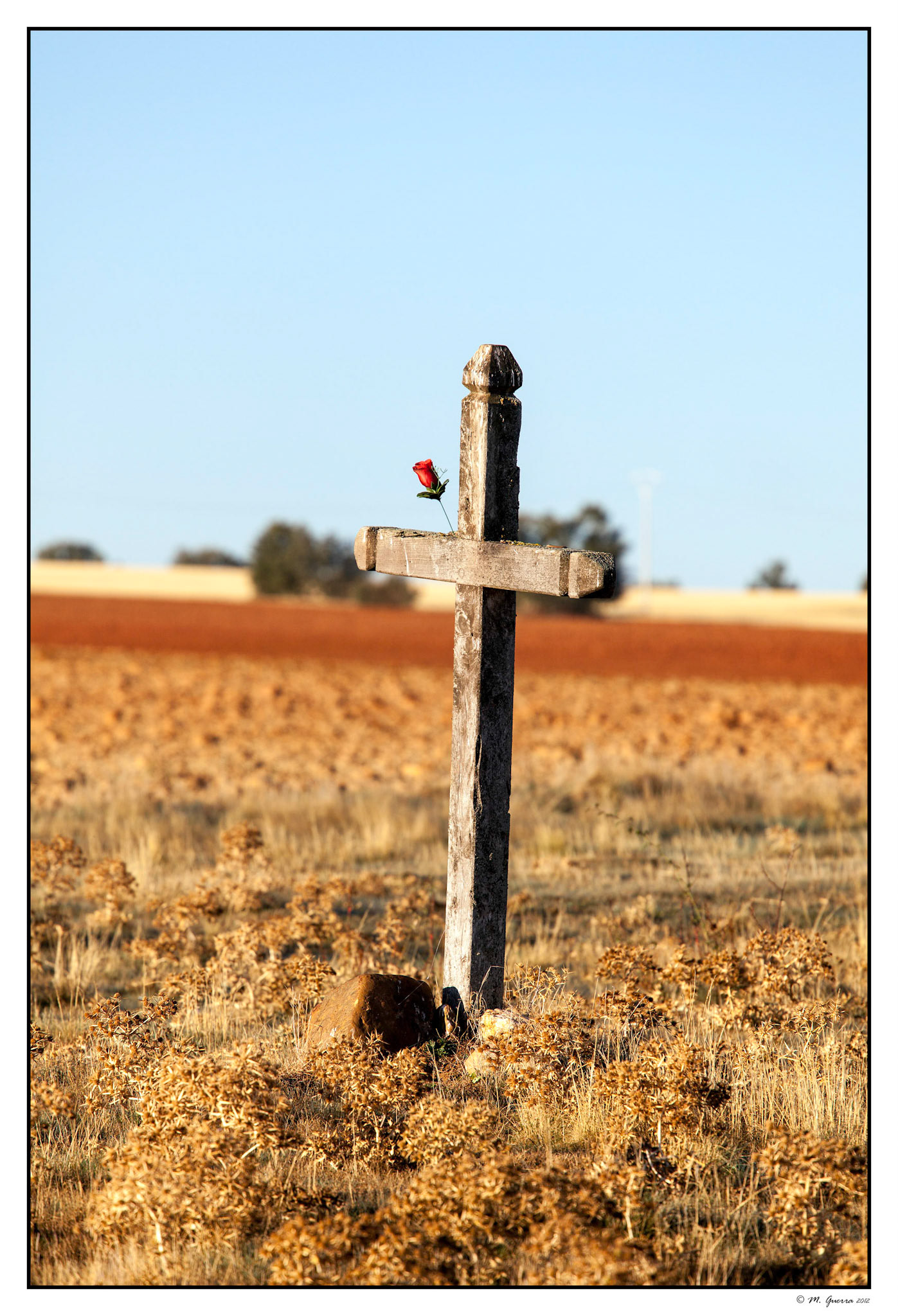 Criz con una rosa en el campo de Santibáñez de Ayllón. Ampliar